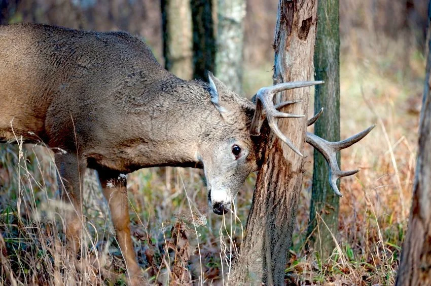 Here's The Rub On Bucks: They Don't Just Damage Trees