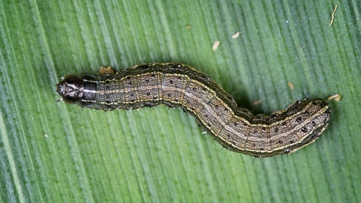Fall Armyworms: Identification, Damage Indications and Control