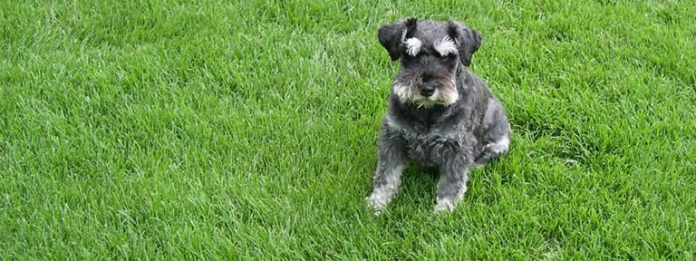 The Basics of Lawn Care for Your Commercial Property