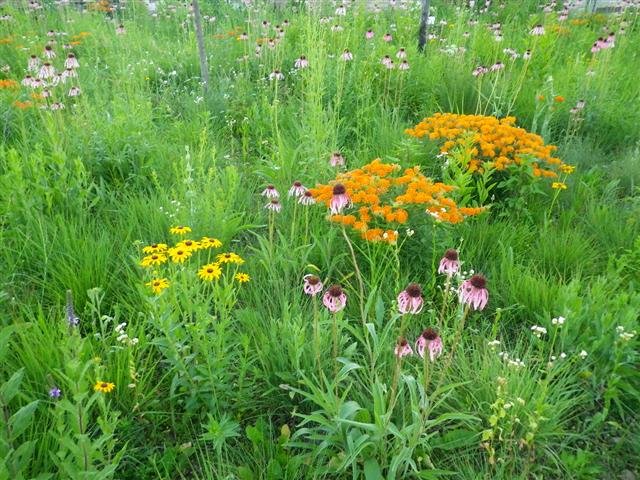 Incorporate Native Plants Into Your Wisconsin Garden Design