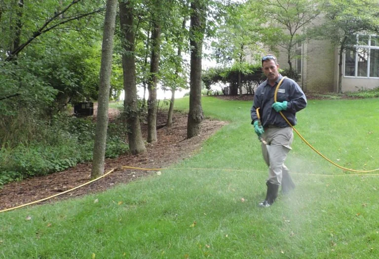 Landscaping Concerns Caused by Recent Summer Rain