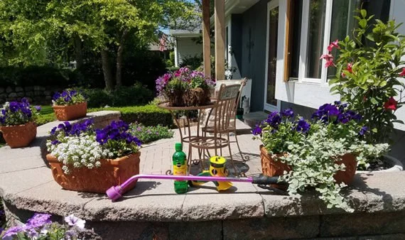 How to Properly Care for Your Annual Flowers