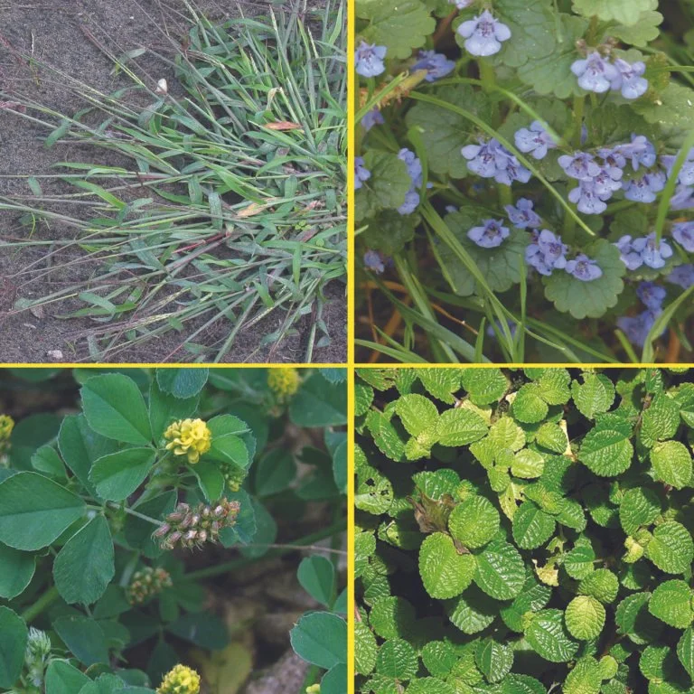 Weeds in Wisconsin - Identifying Them and Why They Grow