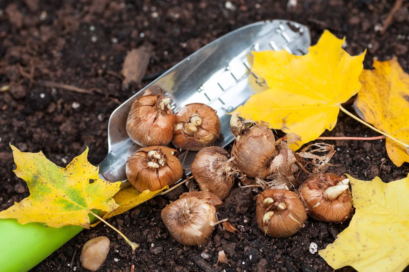 Unlocking the Beauty of Fall: Planting Bulbs and Core Aeration