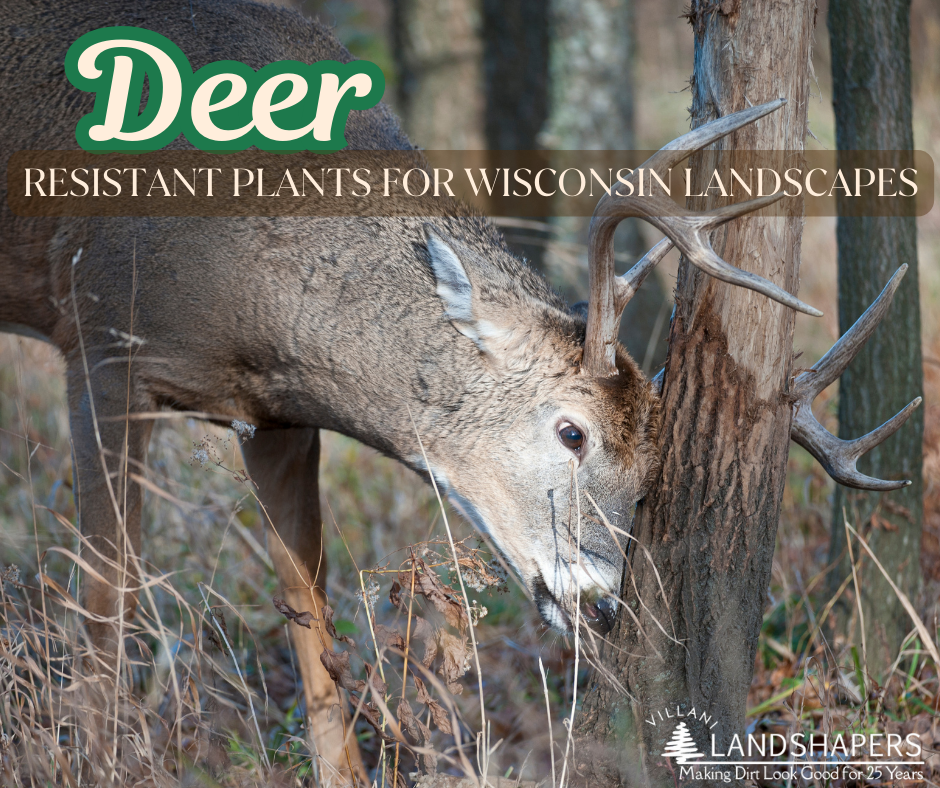 Deer-Resistant Plants for Wisconsin Landscapes