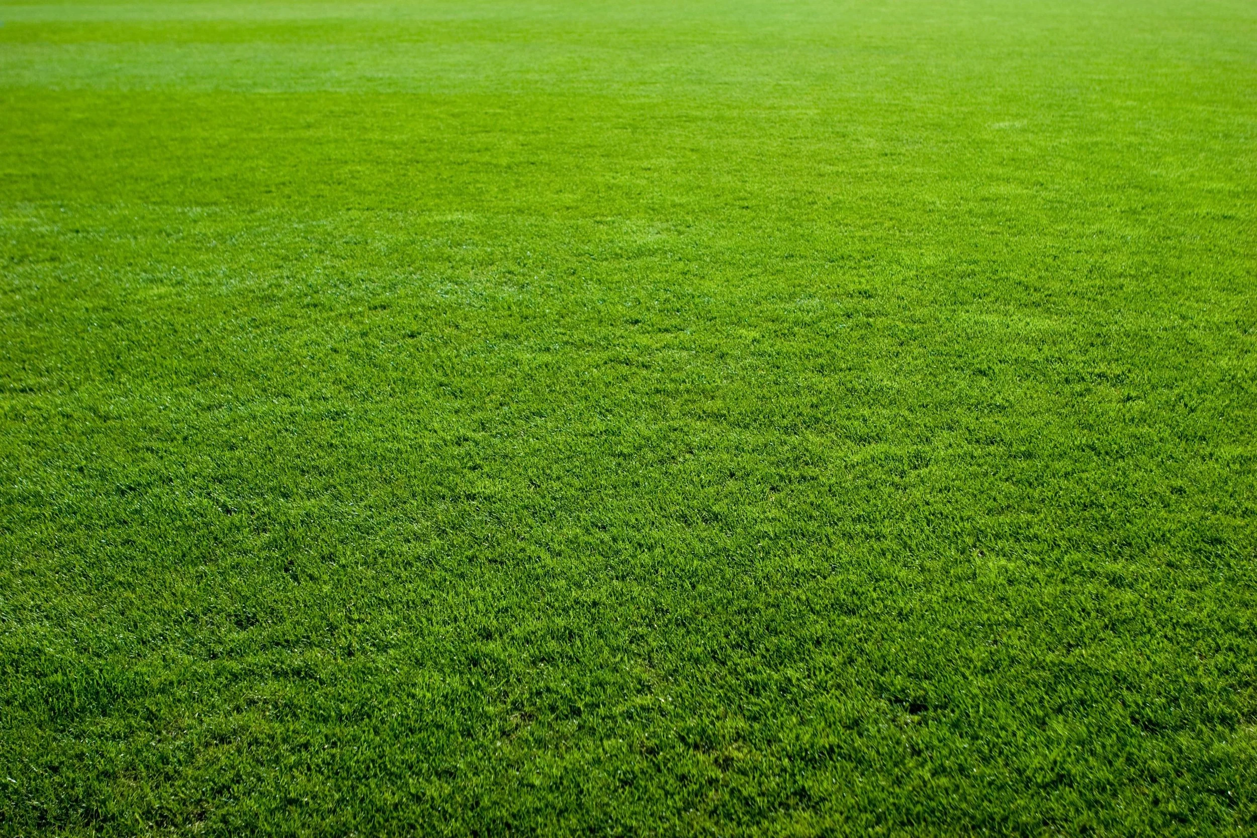 Fresh green grass lawn.