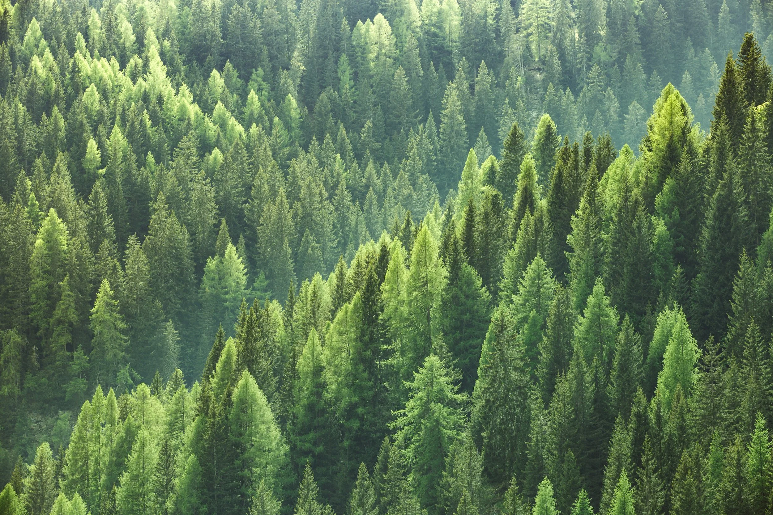 Dense forest of tall green pine trees on a mountain slope.