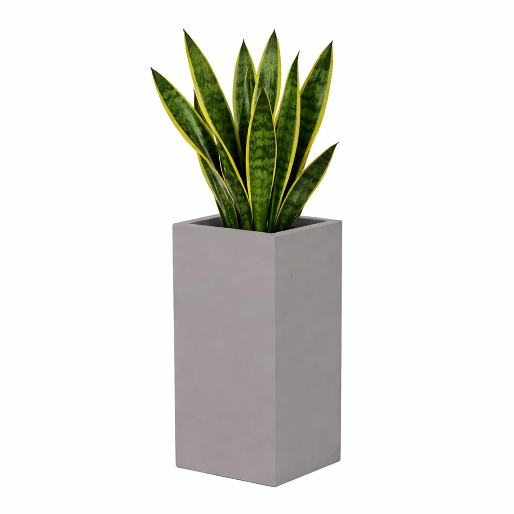 PurePots Quincy Rectangle Fiberglass Planter_withplant.jpg
