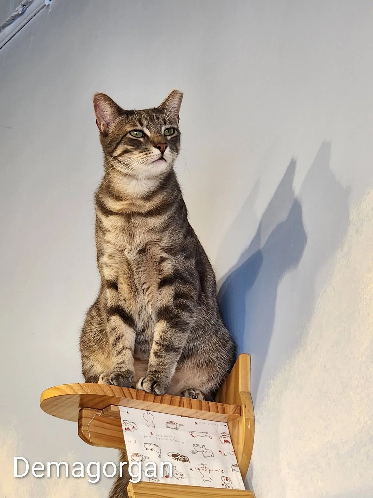 Gray tabby cat lying in a round bed with blue, pink, and black monster-themed print, in front of a yellow wall.