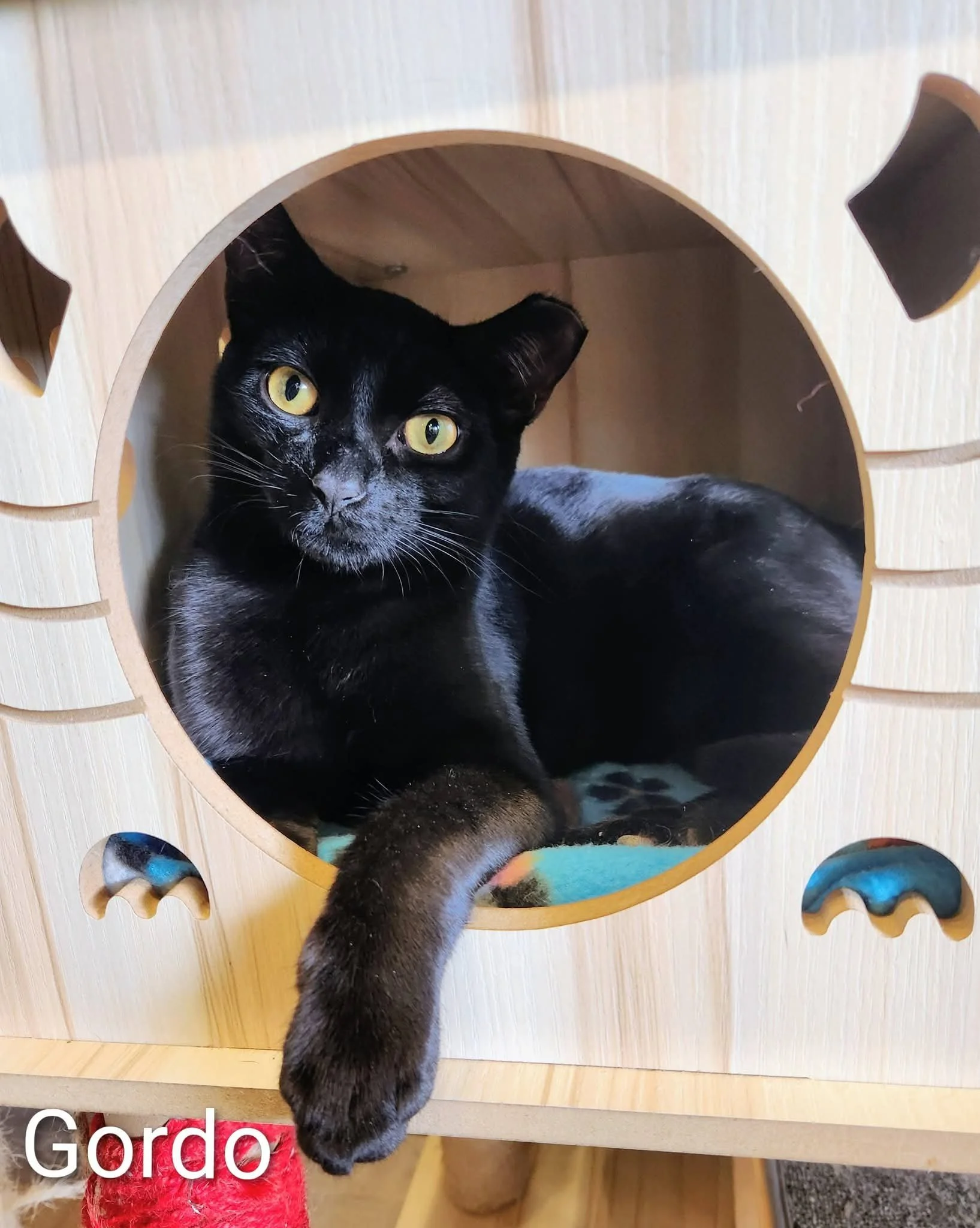 Black cat lying on a gray towel next to a wooden floor and wall, looking directly at the camera.