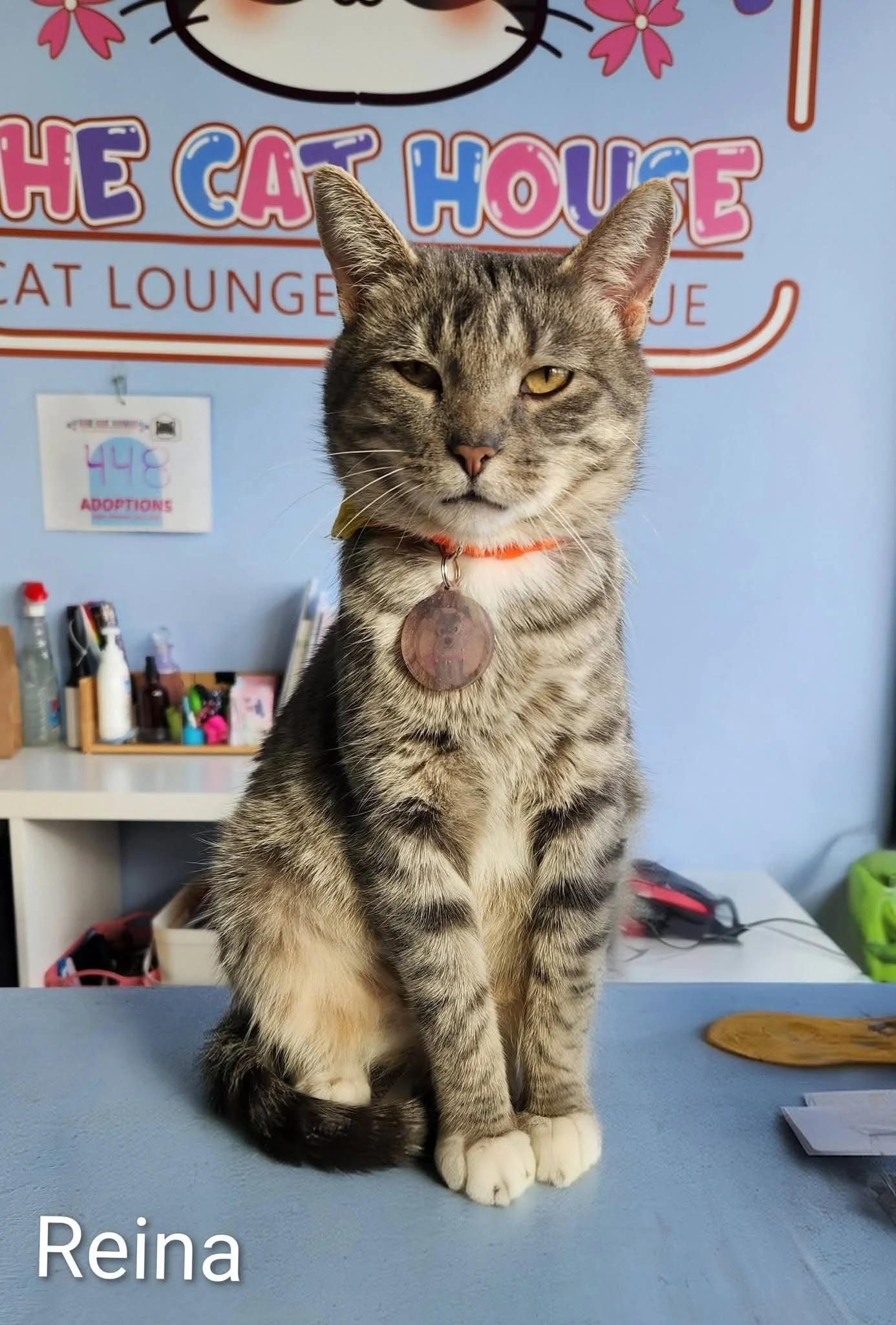 A gray tabby cat with white paws and a white chest sitting on a cardboard box in a storage area with shelves and green walls.
