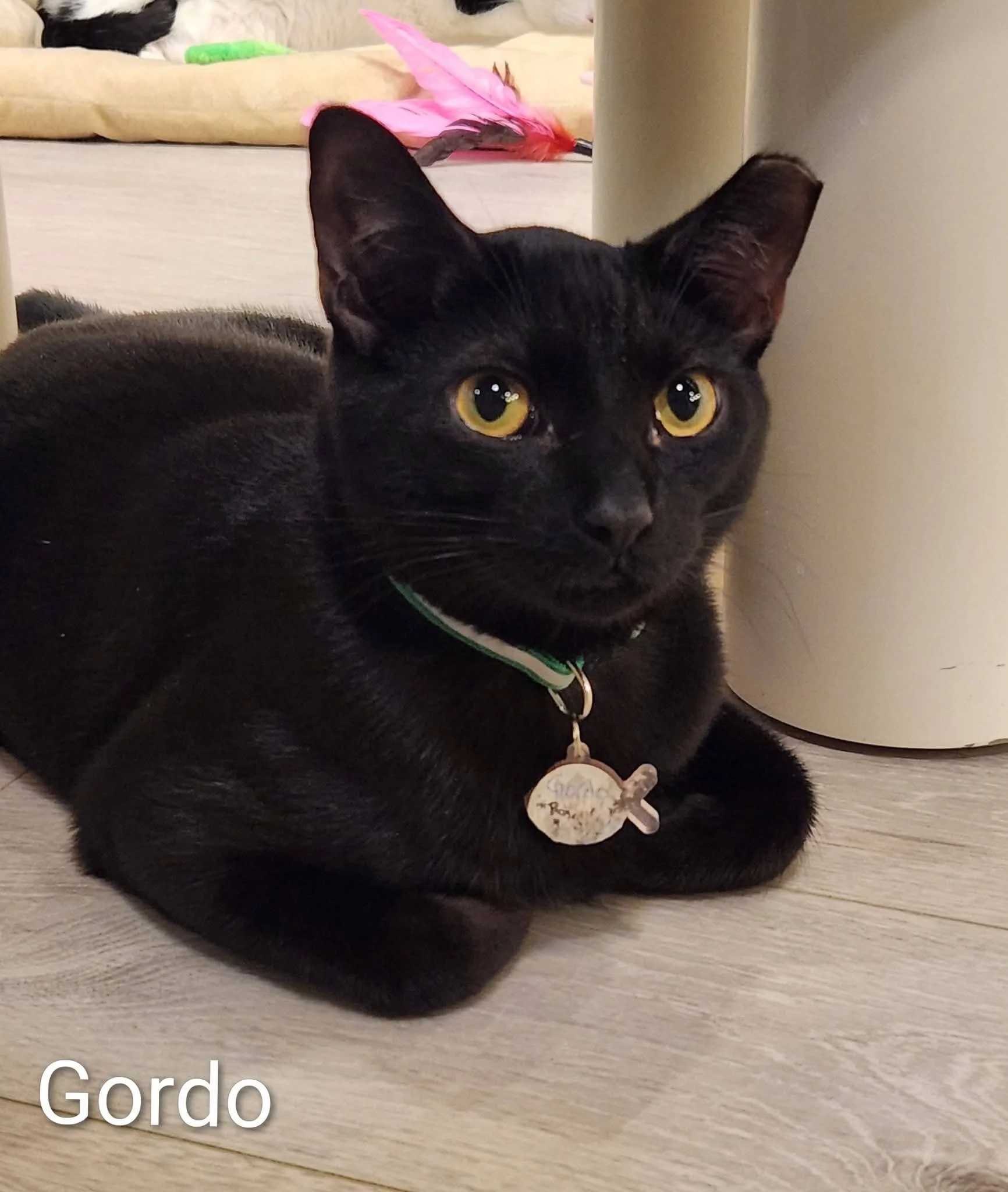 Black cat lying on a gray towel next to a wooden floor and wall, looking directly at the camera.