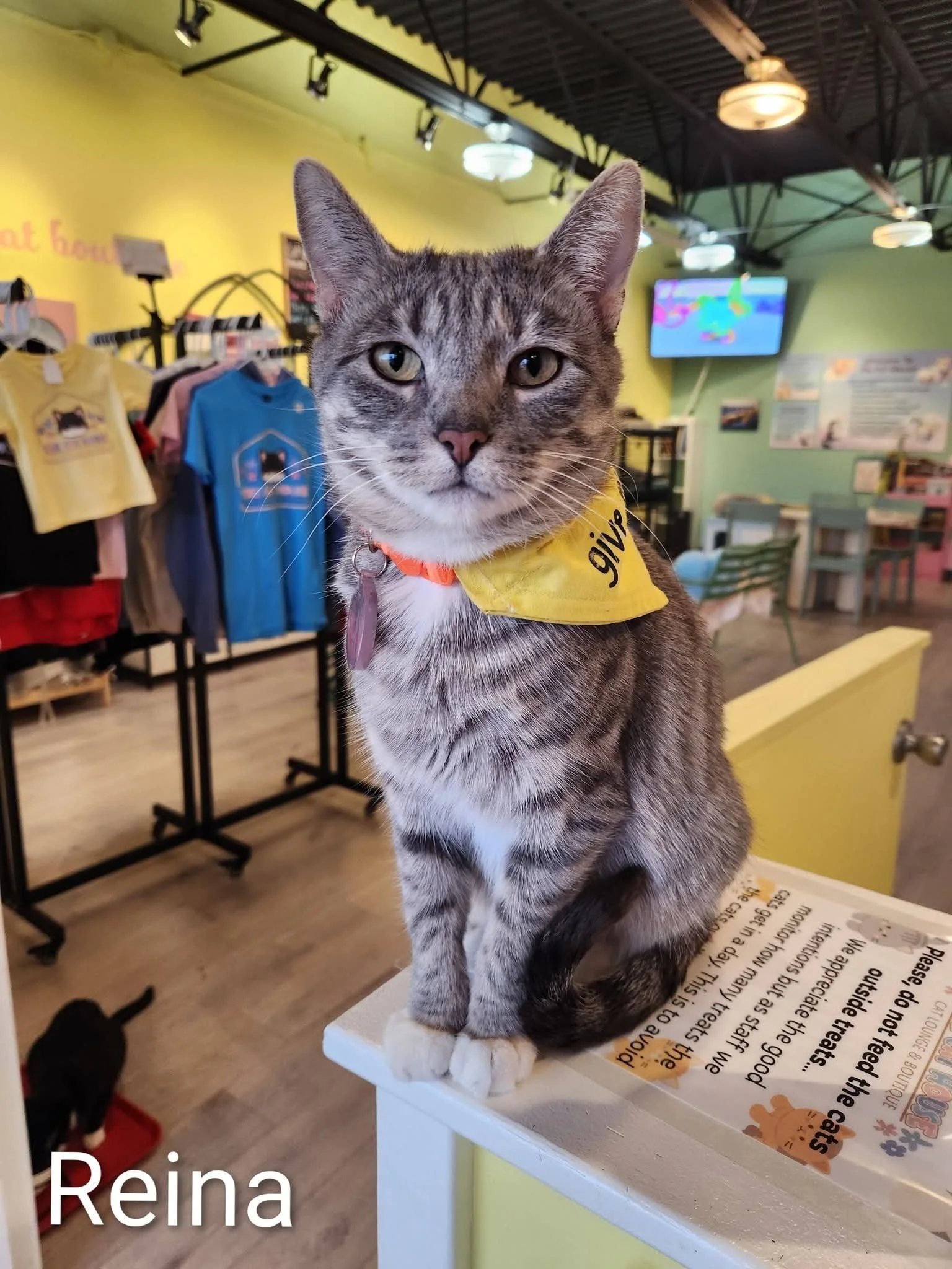 A gray tabby cat with white paws and a white chest sitting on a cardboard box in a storage area with shelves and green walls.