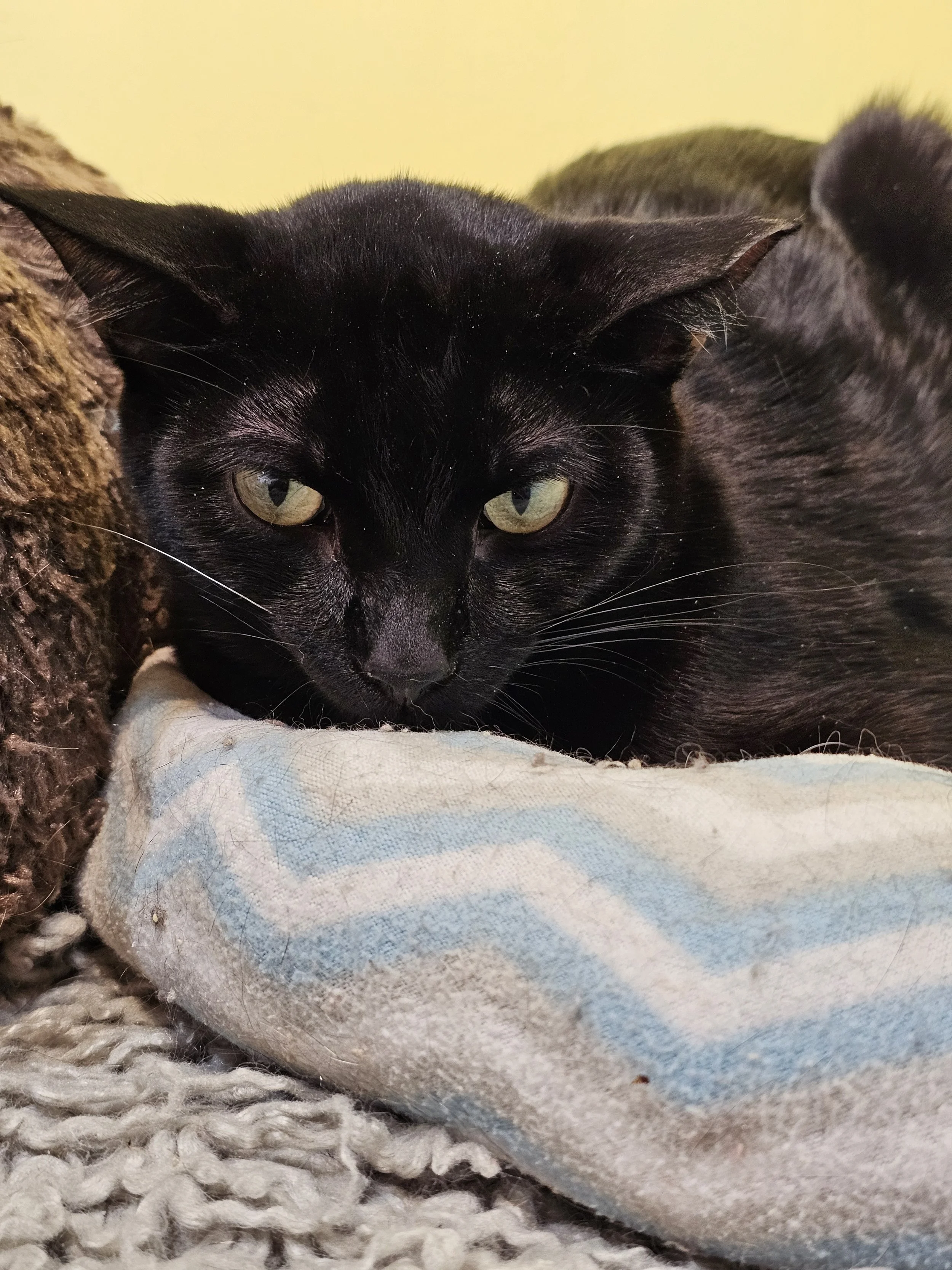Black cat lying on an orange mat inside a house.