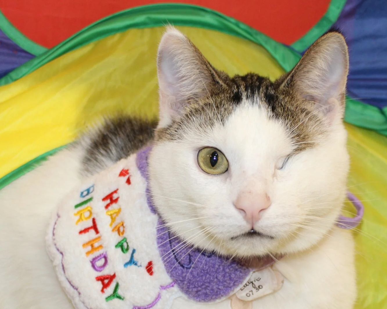 Close-up of a white and tabby cat wearing a birthday bandana with colorful lettering, resting on a rainbow-colored fabric.