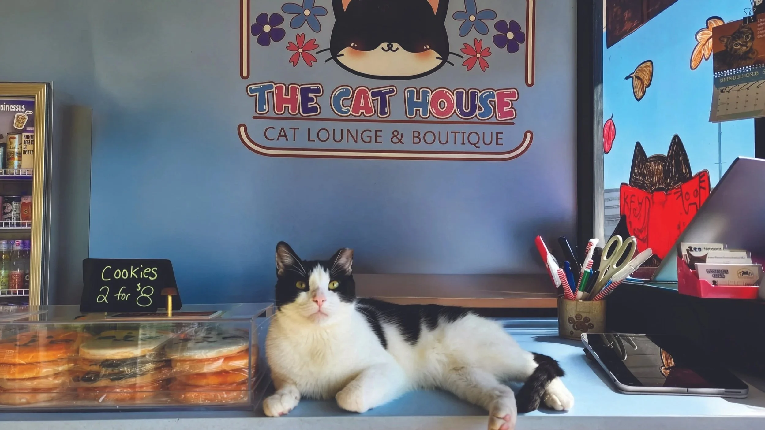 Black and white cat lying on a countertop inside a cat lounge and boutique called The Cat House. The lounge features a colorful, cartoon-style sign with a black cat face, flowers, and the words "The Cat House" and "Cat Lounge & Boutique." There is a small chalkboard sign advertising cookies, a container of pens and scissors, a smartphone, a website on a chair, and a refrigerator with snacks in the background.
