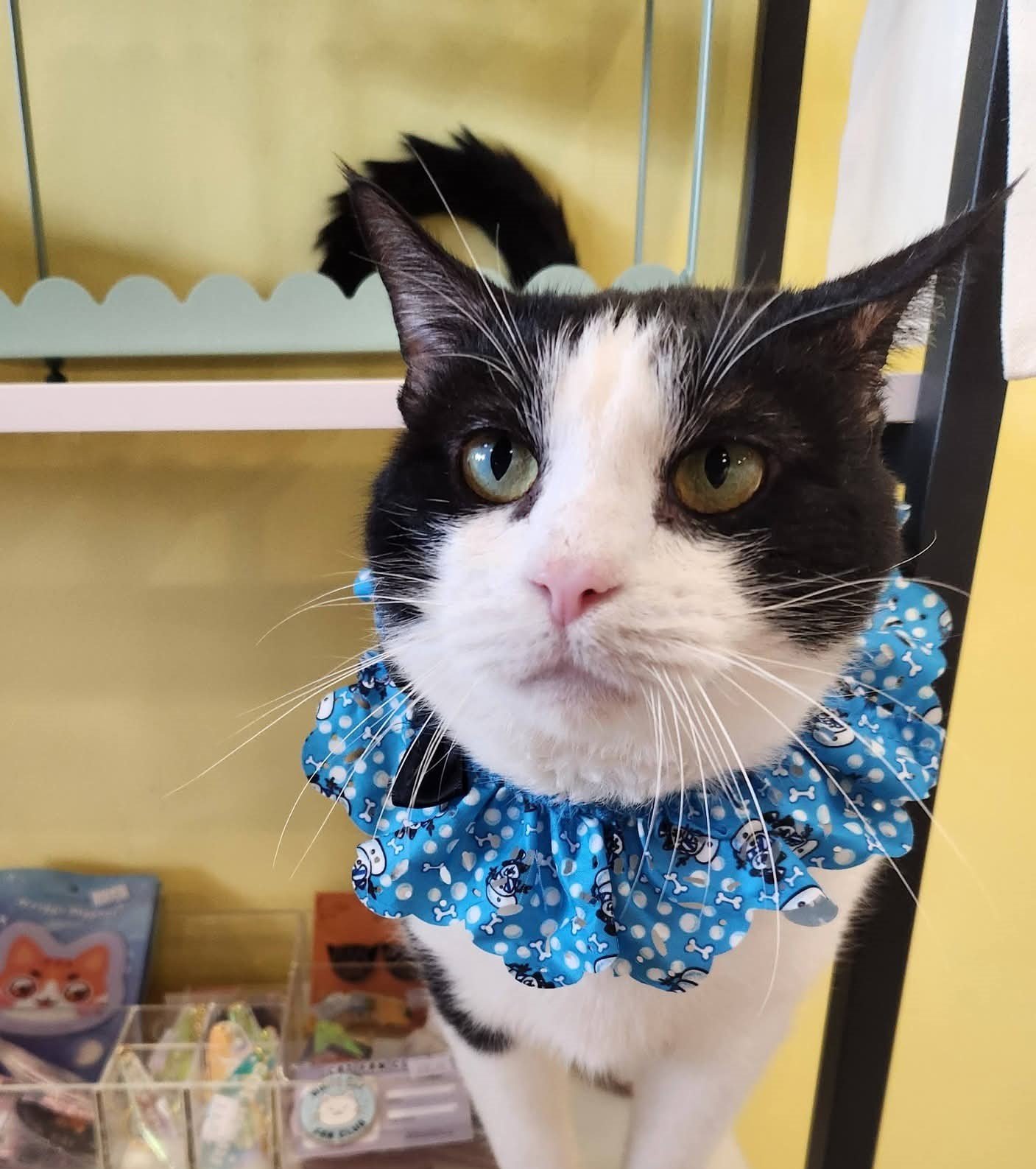 White and black cat sitting on a blanket with a room decorated with cat-themed and gingerbread man decorations in the background.