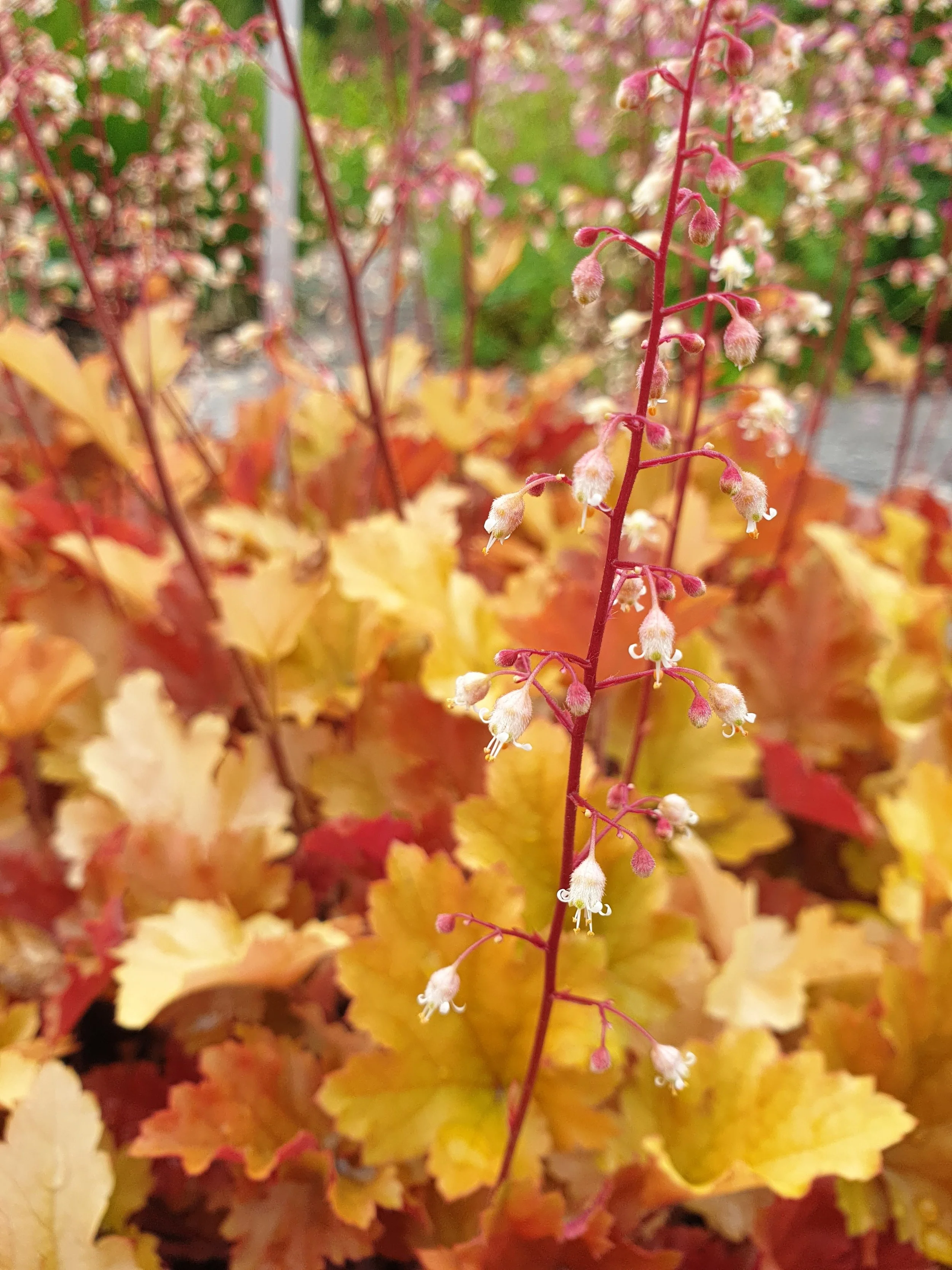 8. Coralbells