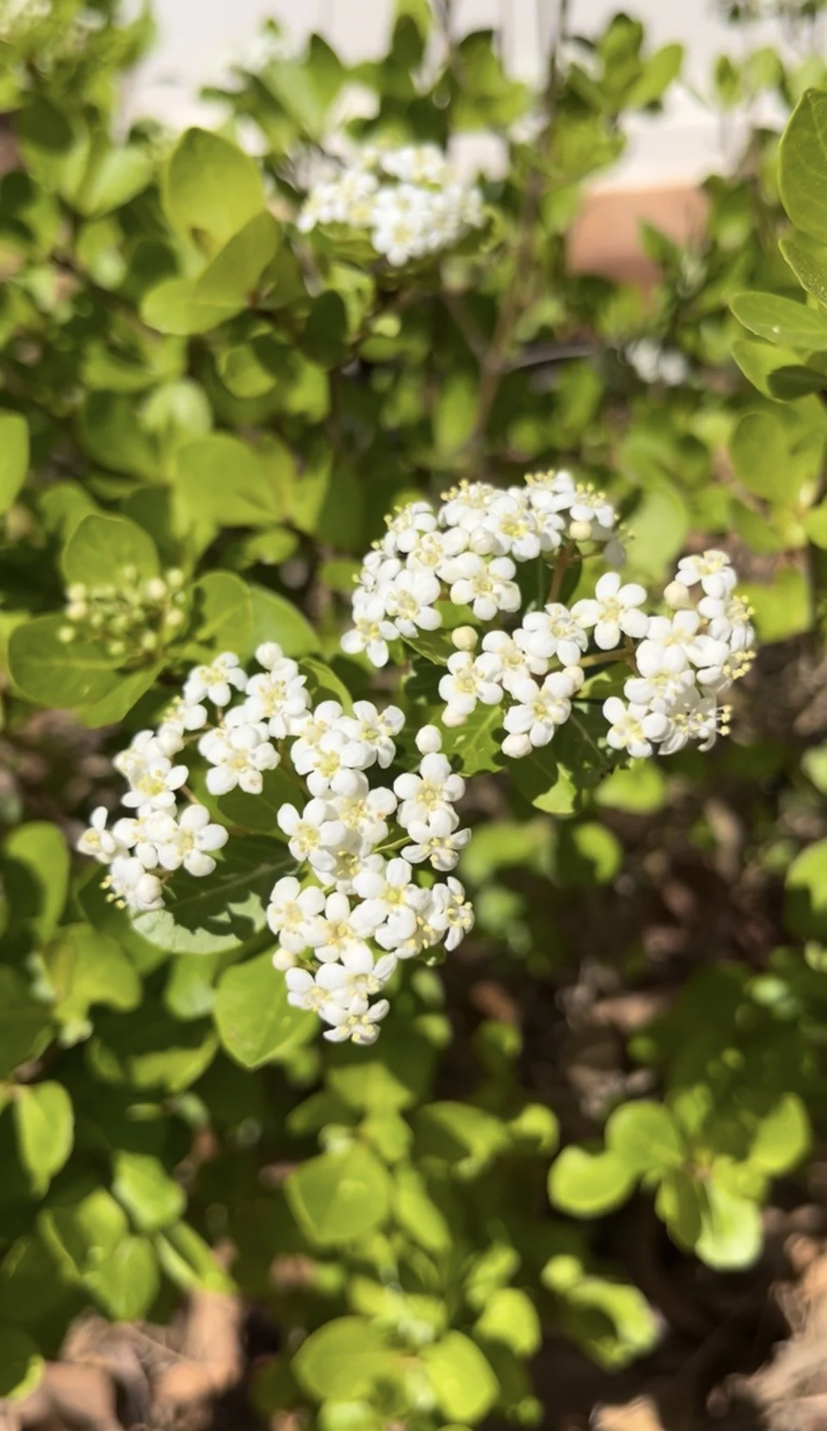 1. Mrs. Schiller's Delight Viburnum