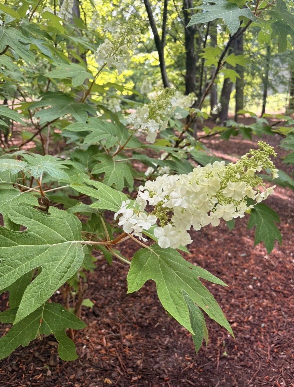 2. Oakleaf Hydrangea