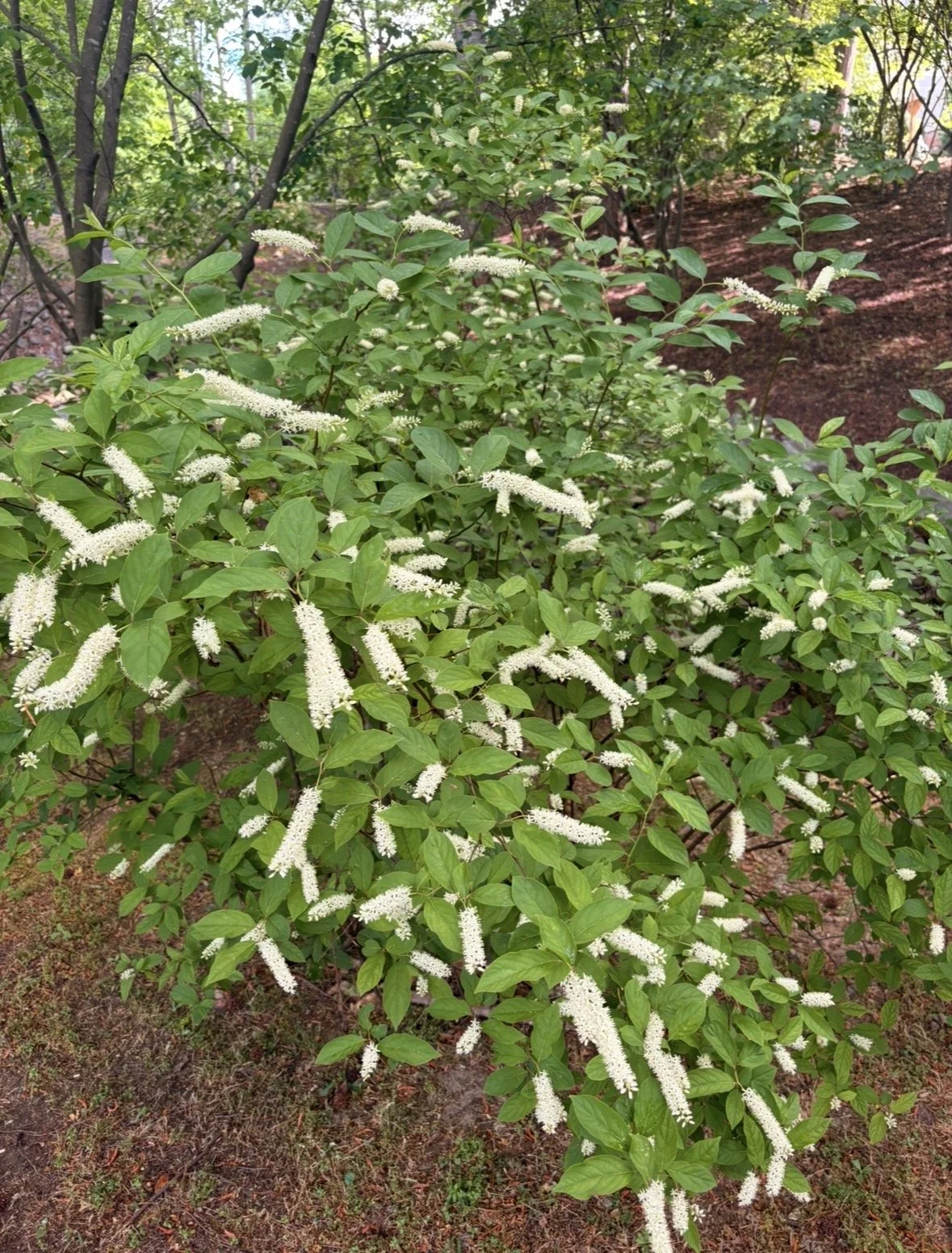 4. Virginia Sweetspire