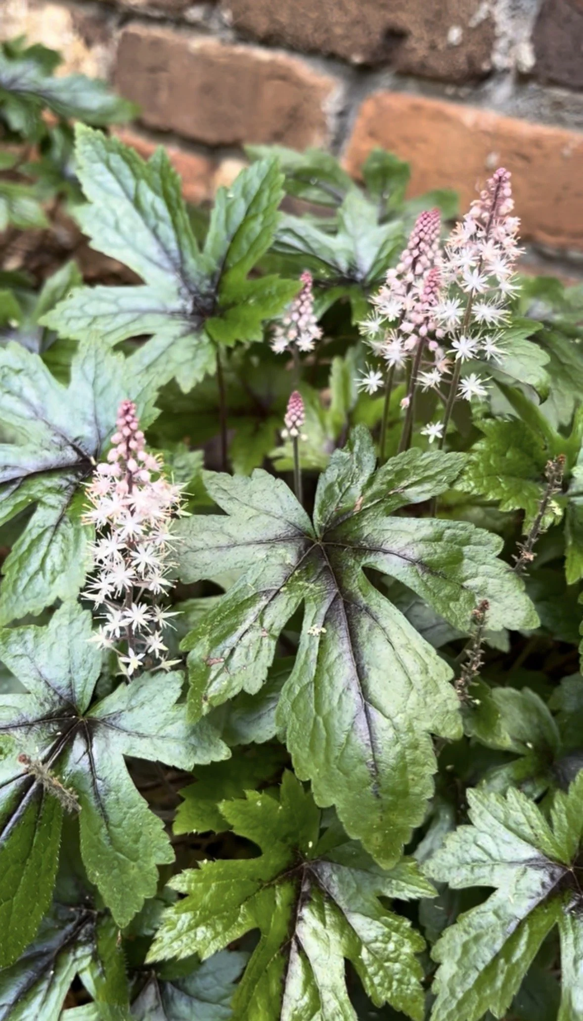 6. Foamflower