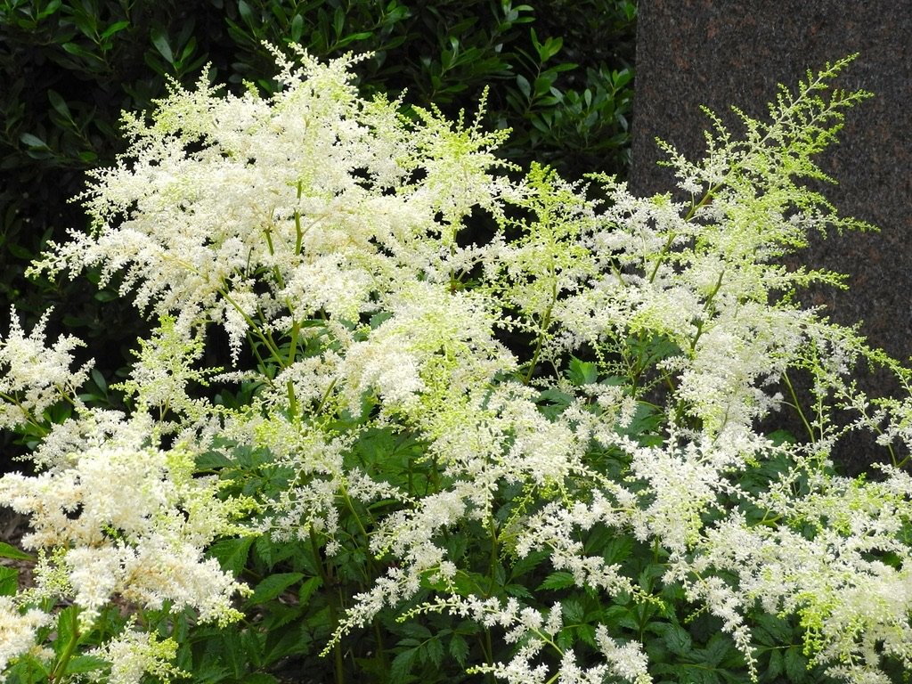 7. False goatsbeard