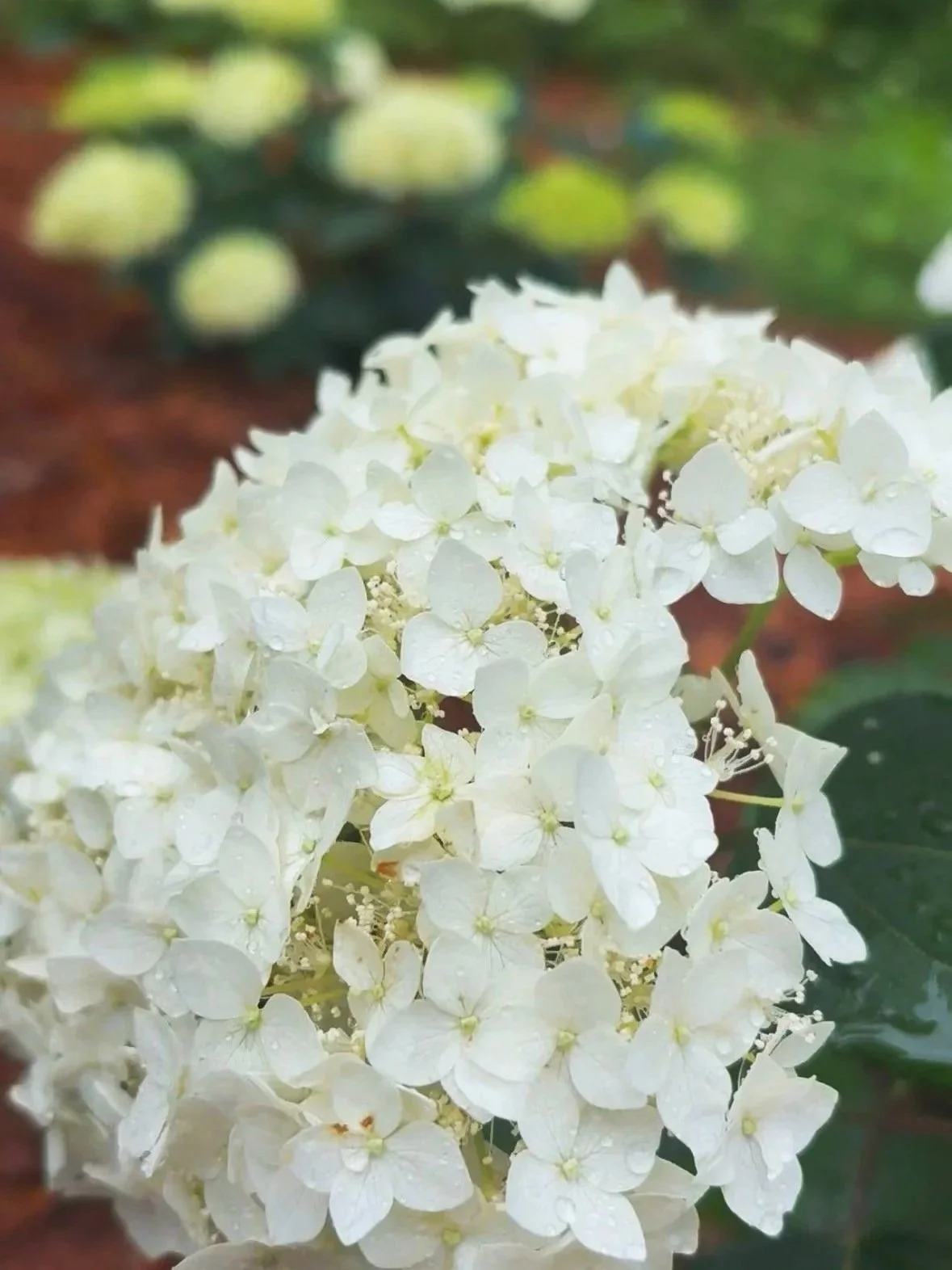 3. Wild Hydrangea