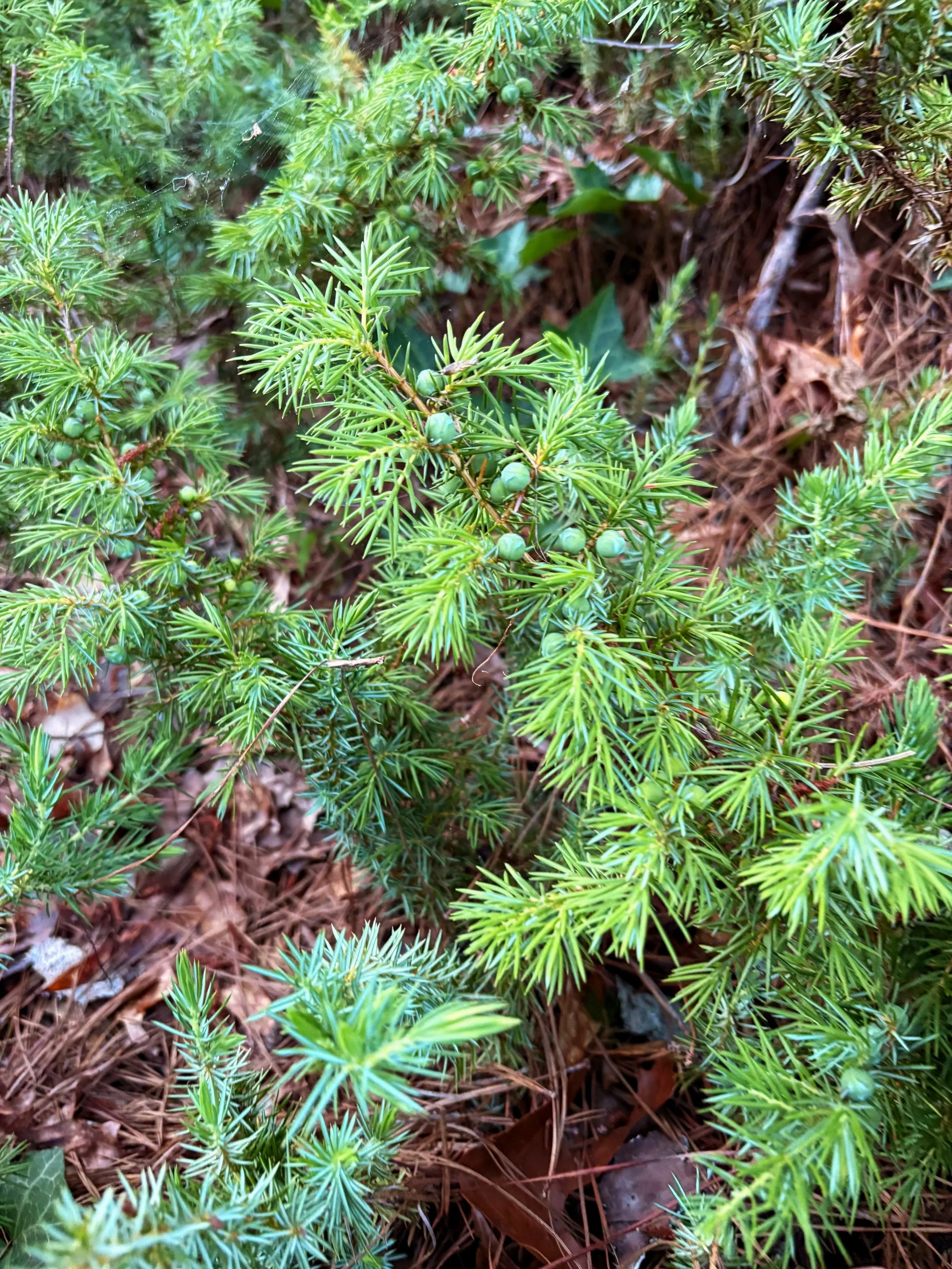 9. Blue Rug Juniper