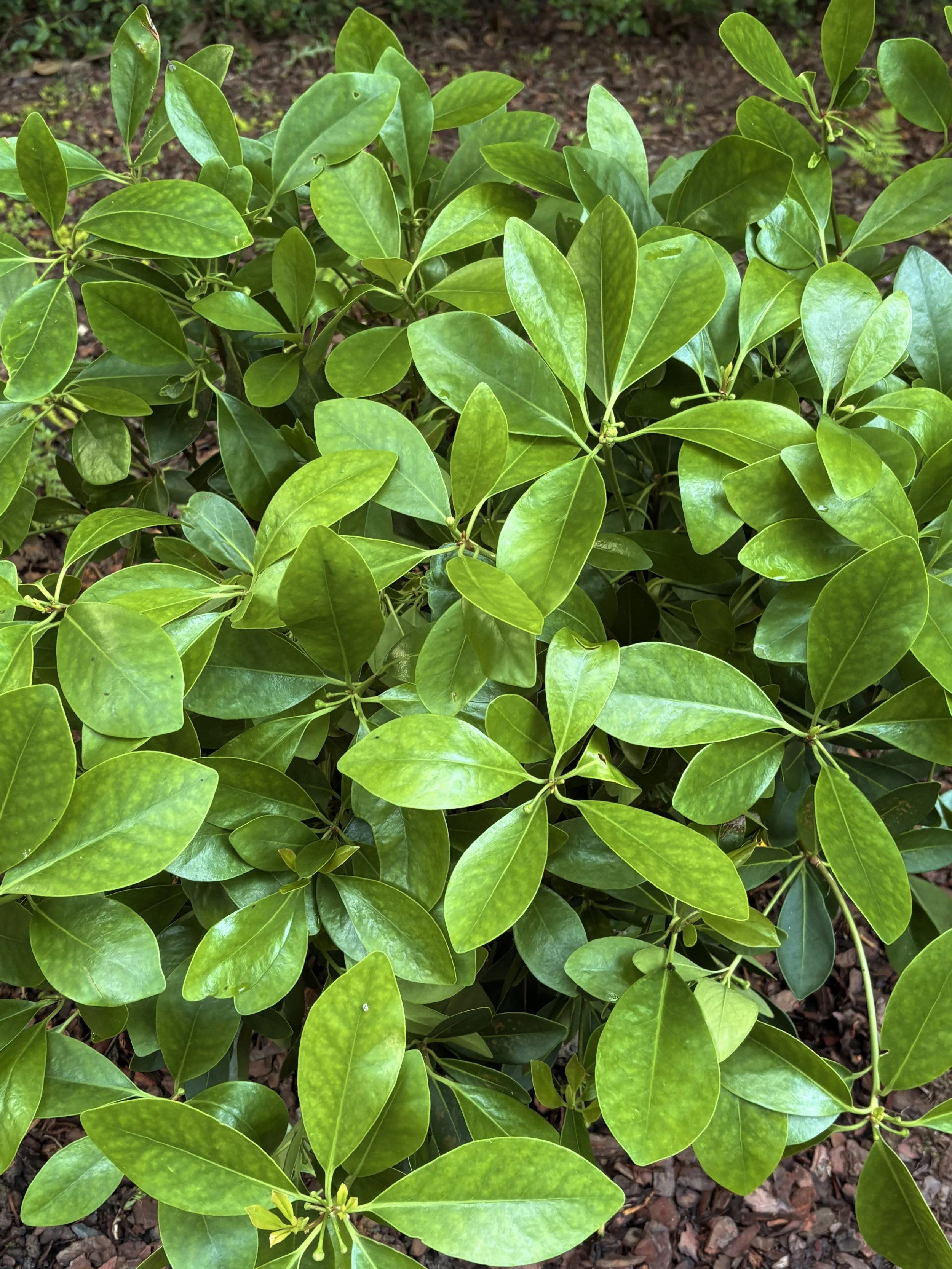10. Ocala Anise