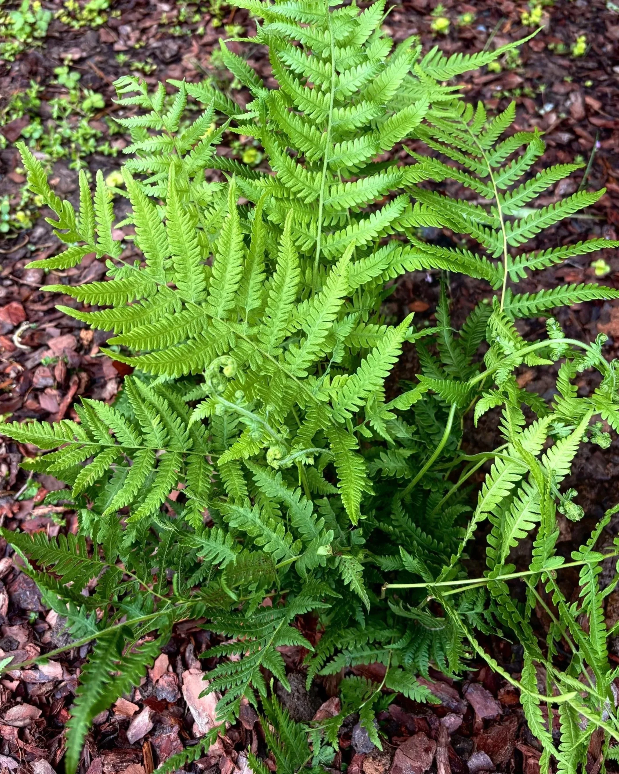 5. Southern Shield Fern