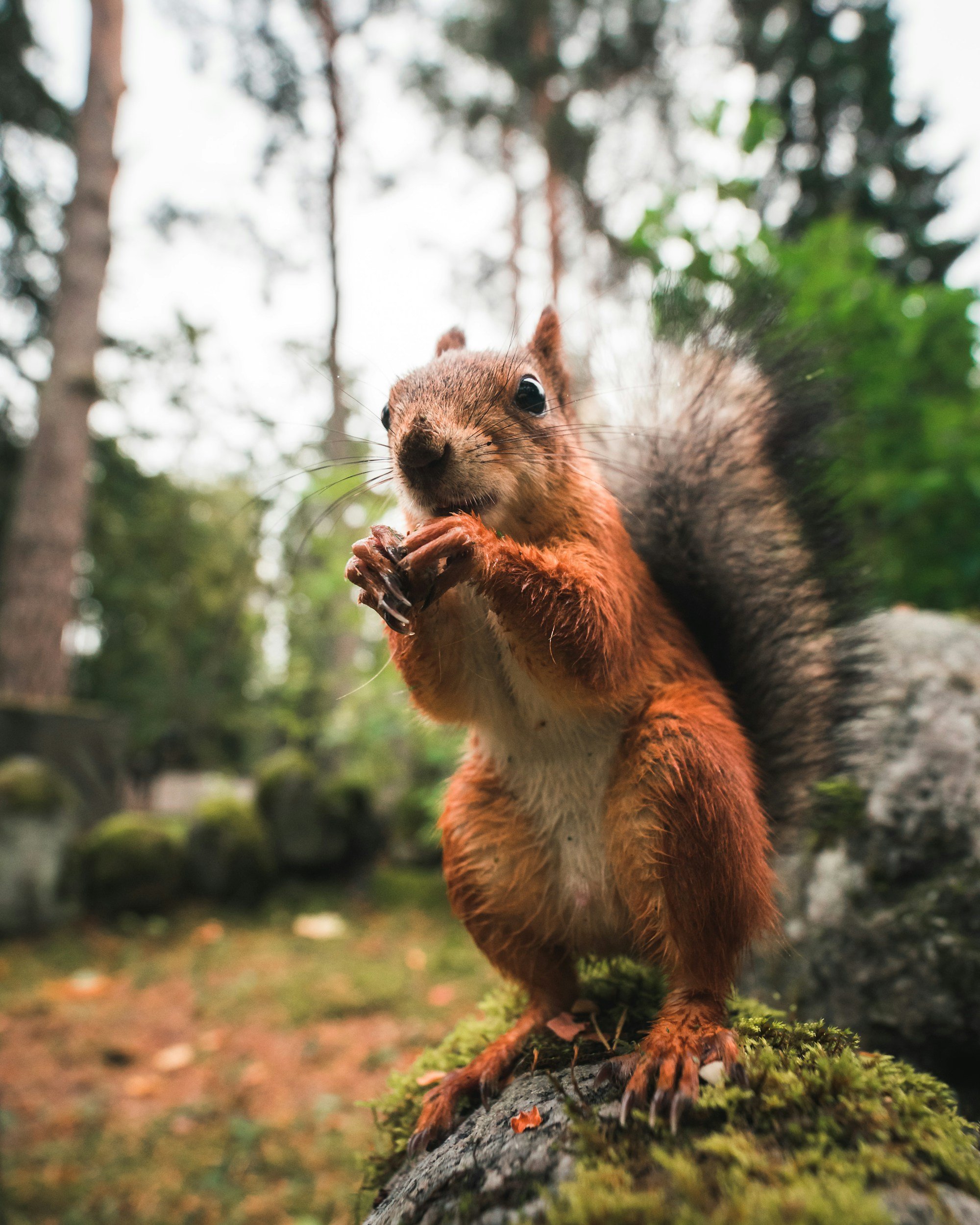 My garden is feeding the squirrels instead of feeding me 