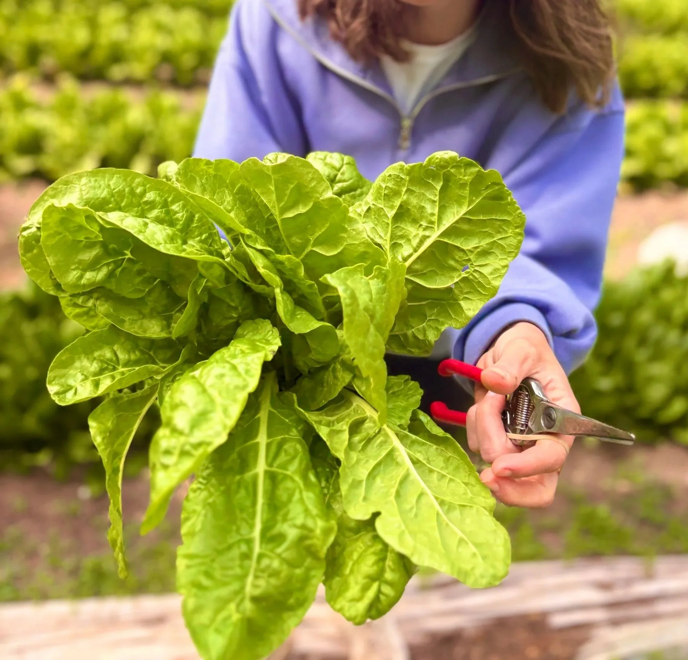 A person wearing a purple jacket is working in a garden, holding a bunch of fresh, green lettuce.