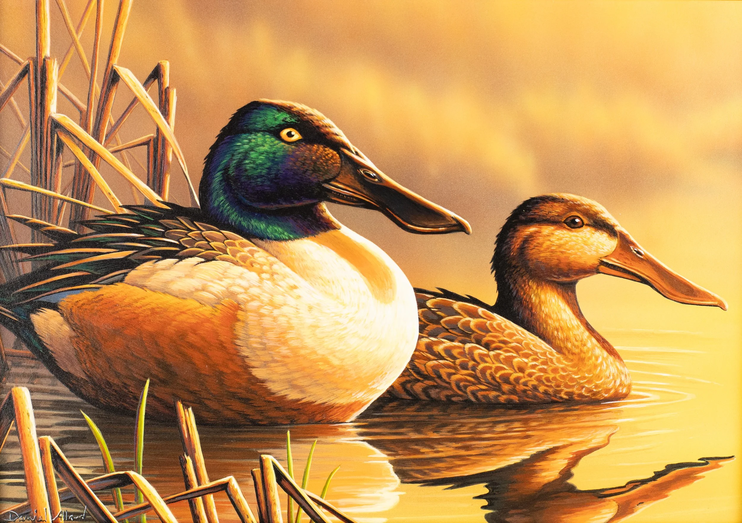 Awkward Elegance- Northern Shoveler