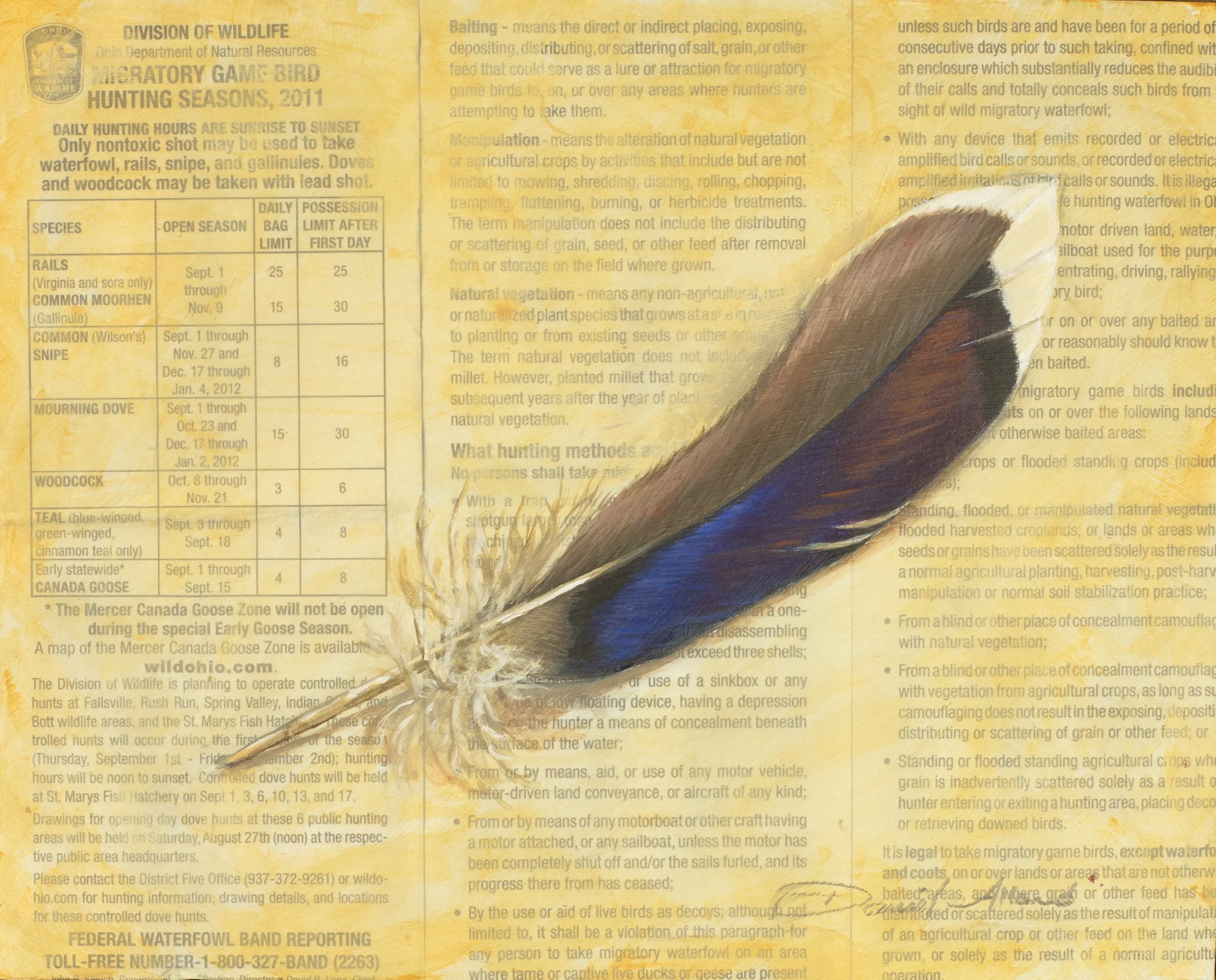 Mallard Feather