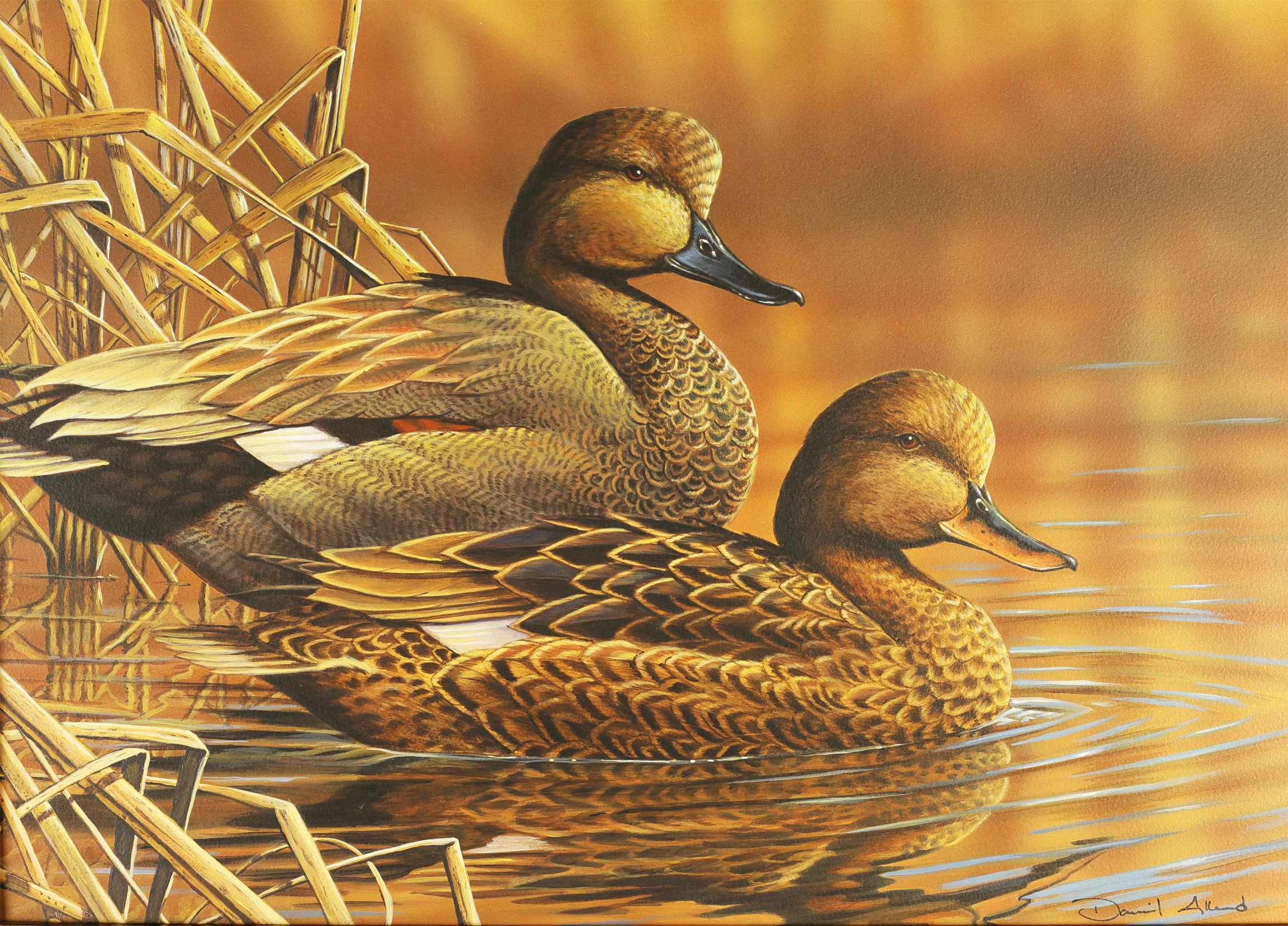 Golden Hour Gadwalls