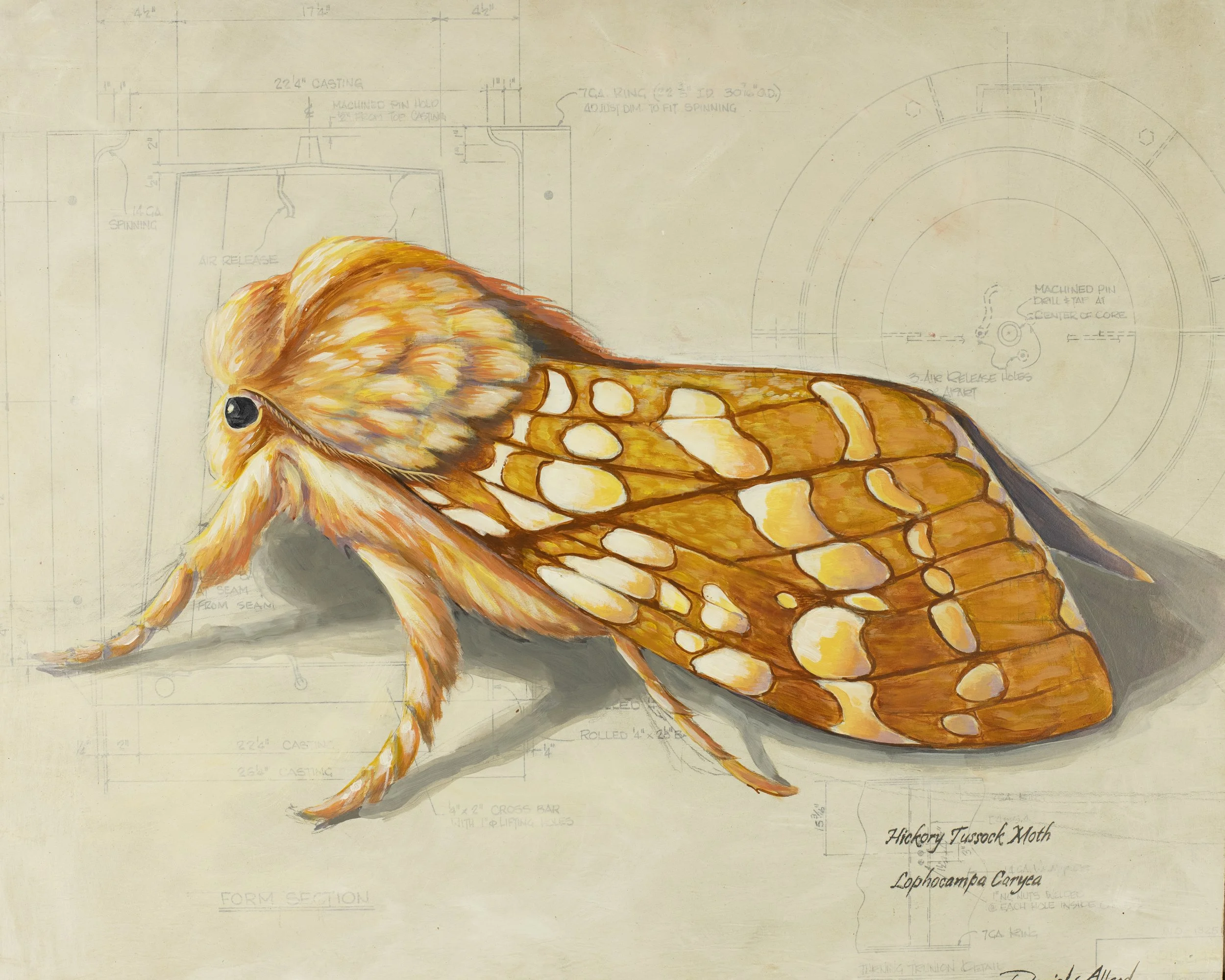 Hickory Tussock Moth