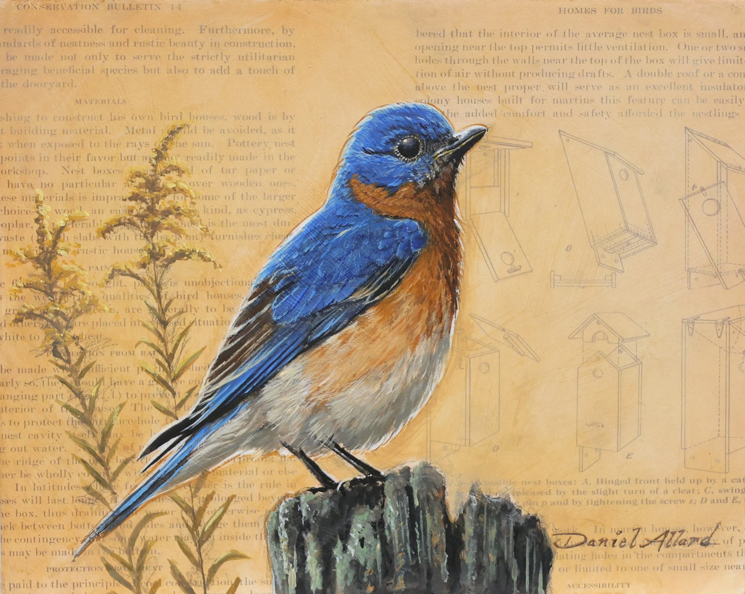 Eastern bluebird.jpg