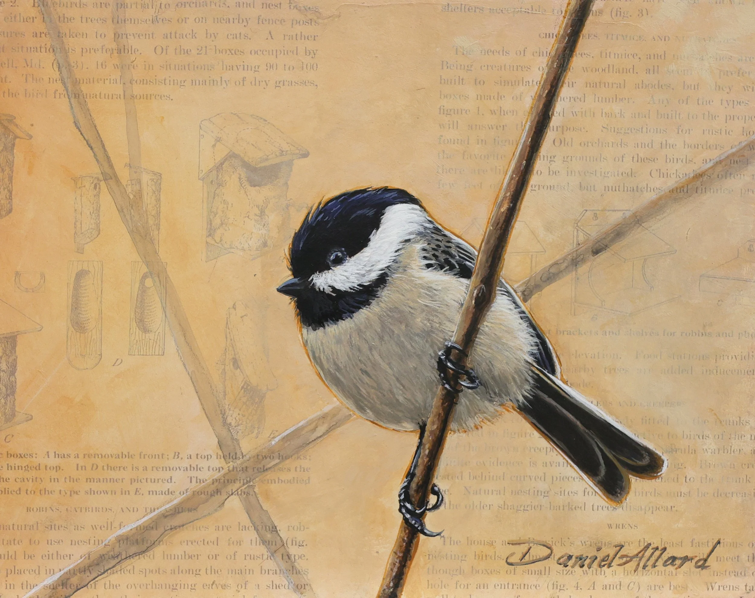 Chickadee.jpg