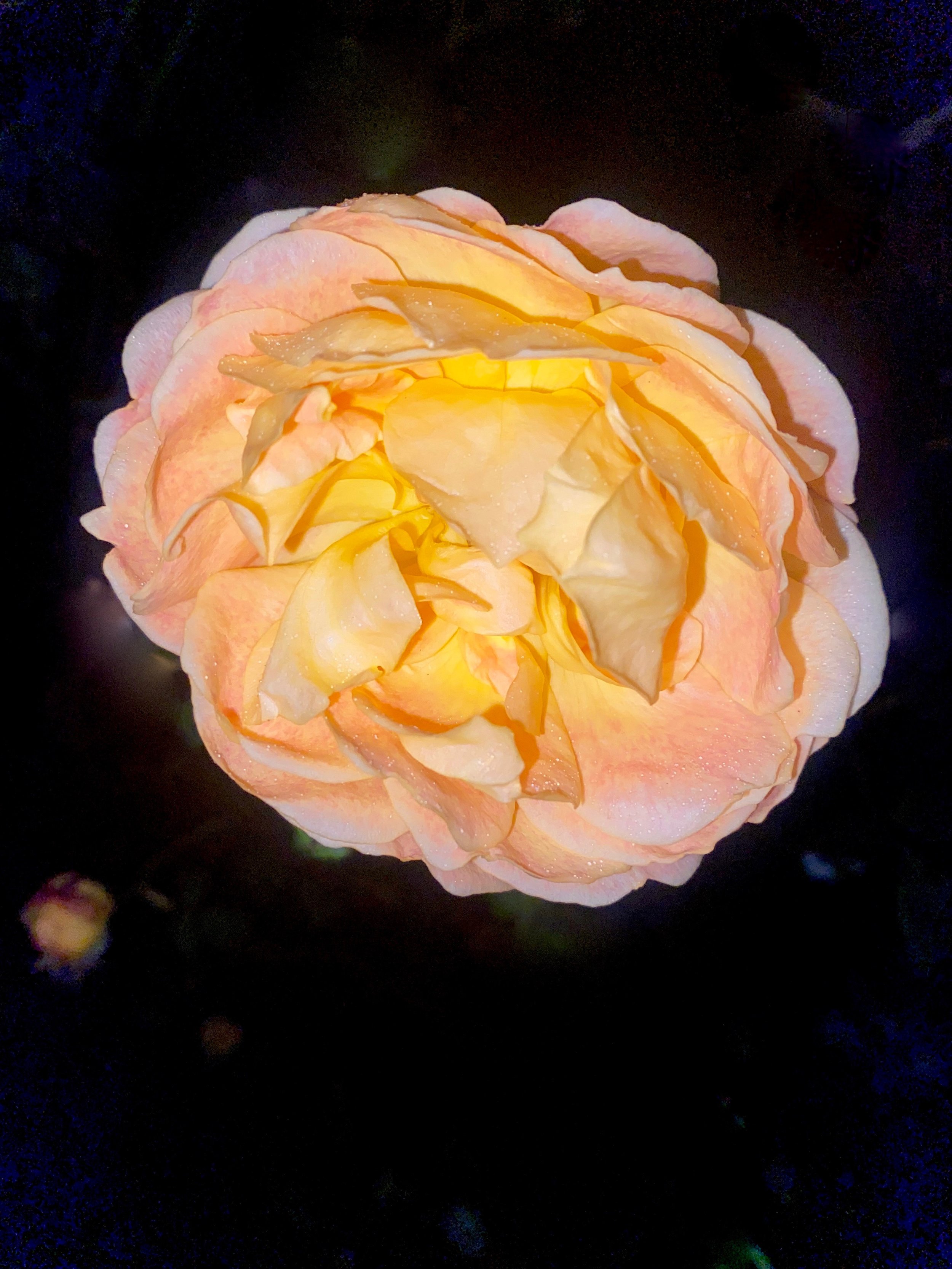 New Dawn - 3