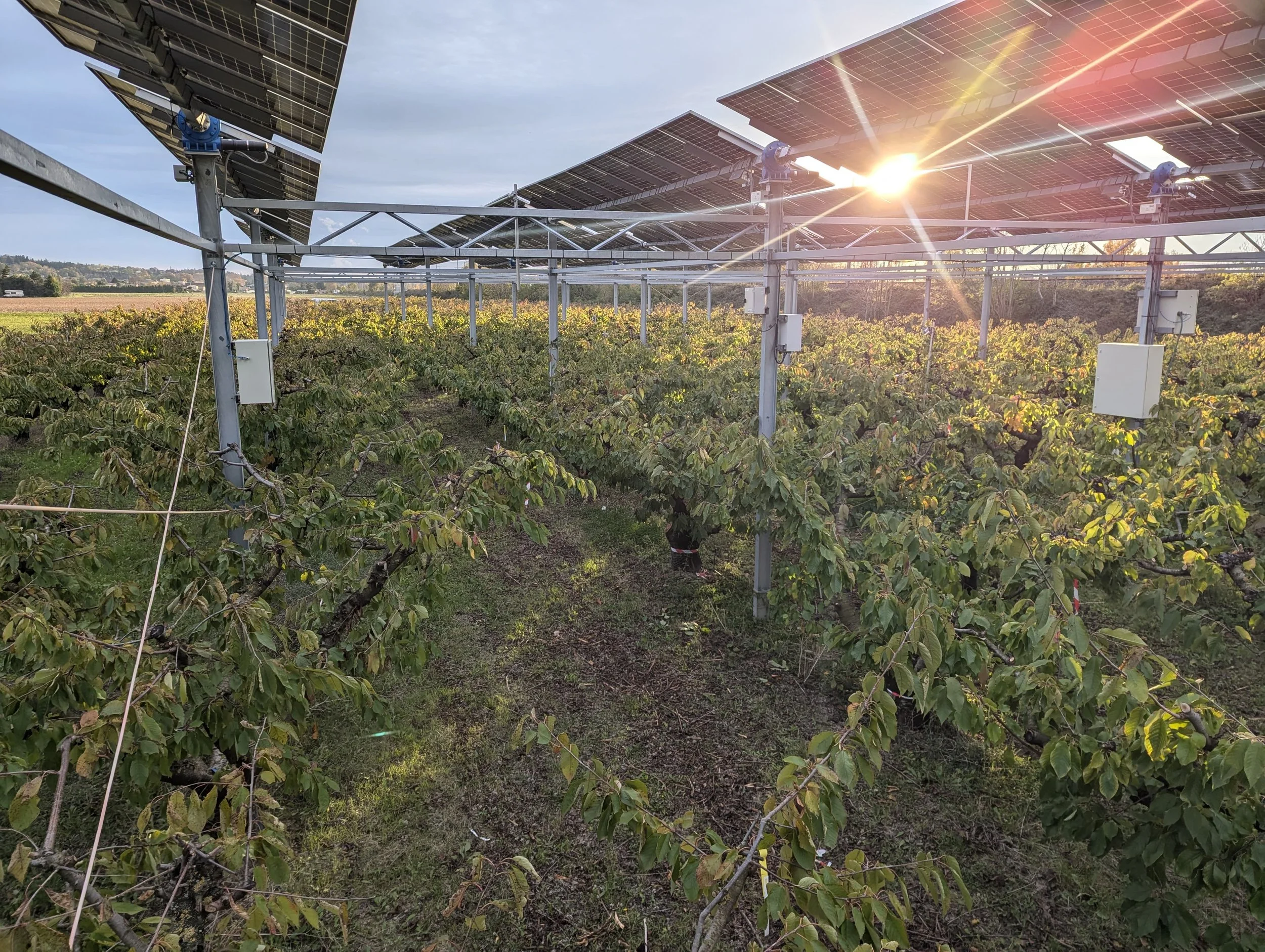 Maintenance at Agrivoltaic Sites_France_Enviroearth