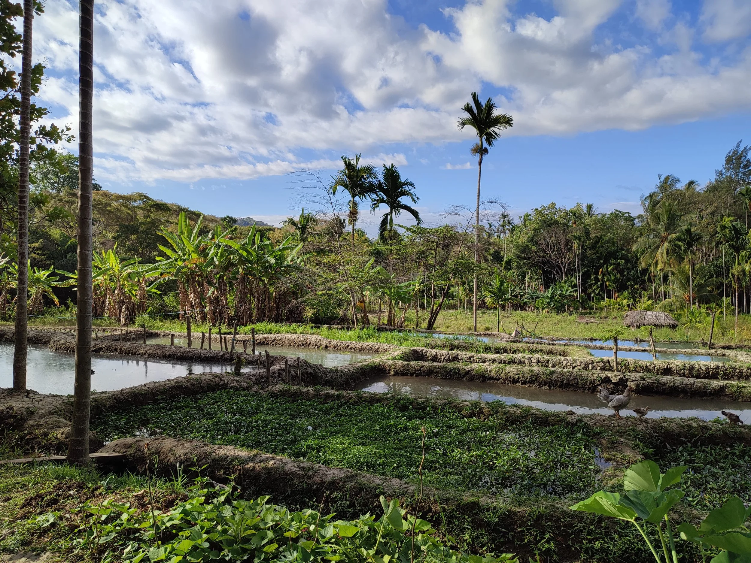 Solar Water Pumping_Timor Leste_Enviroearth