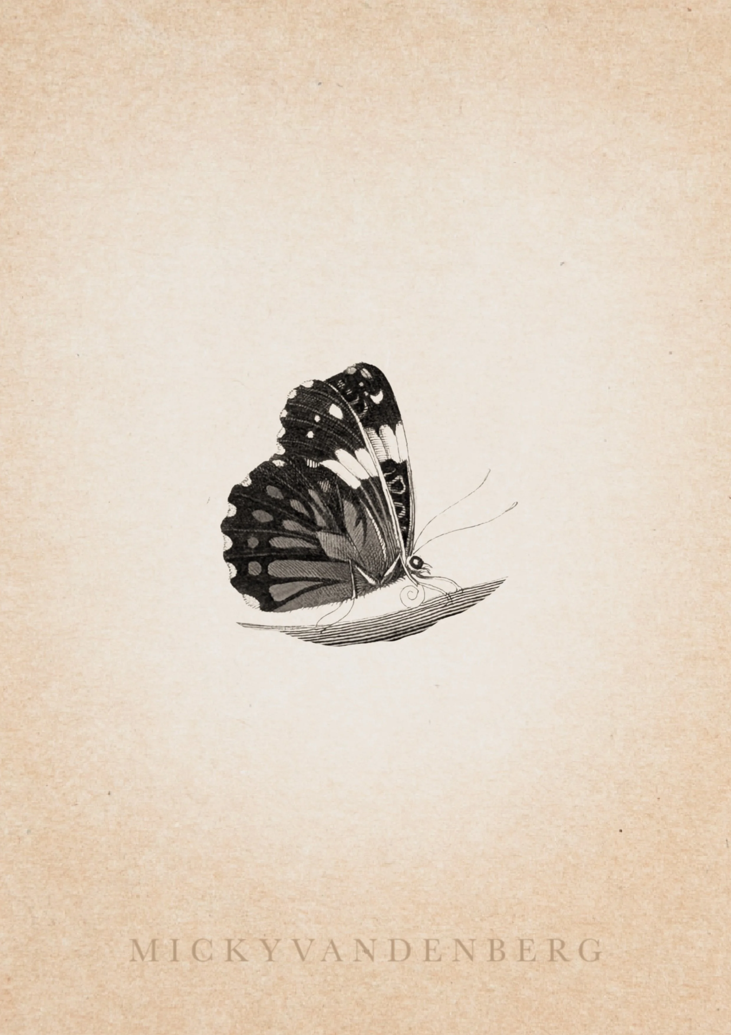 🟢 Maria Sibylla Merian Series