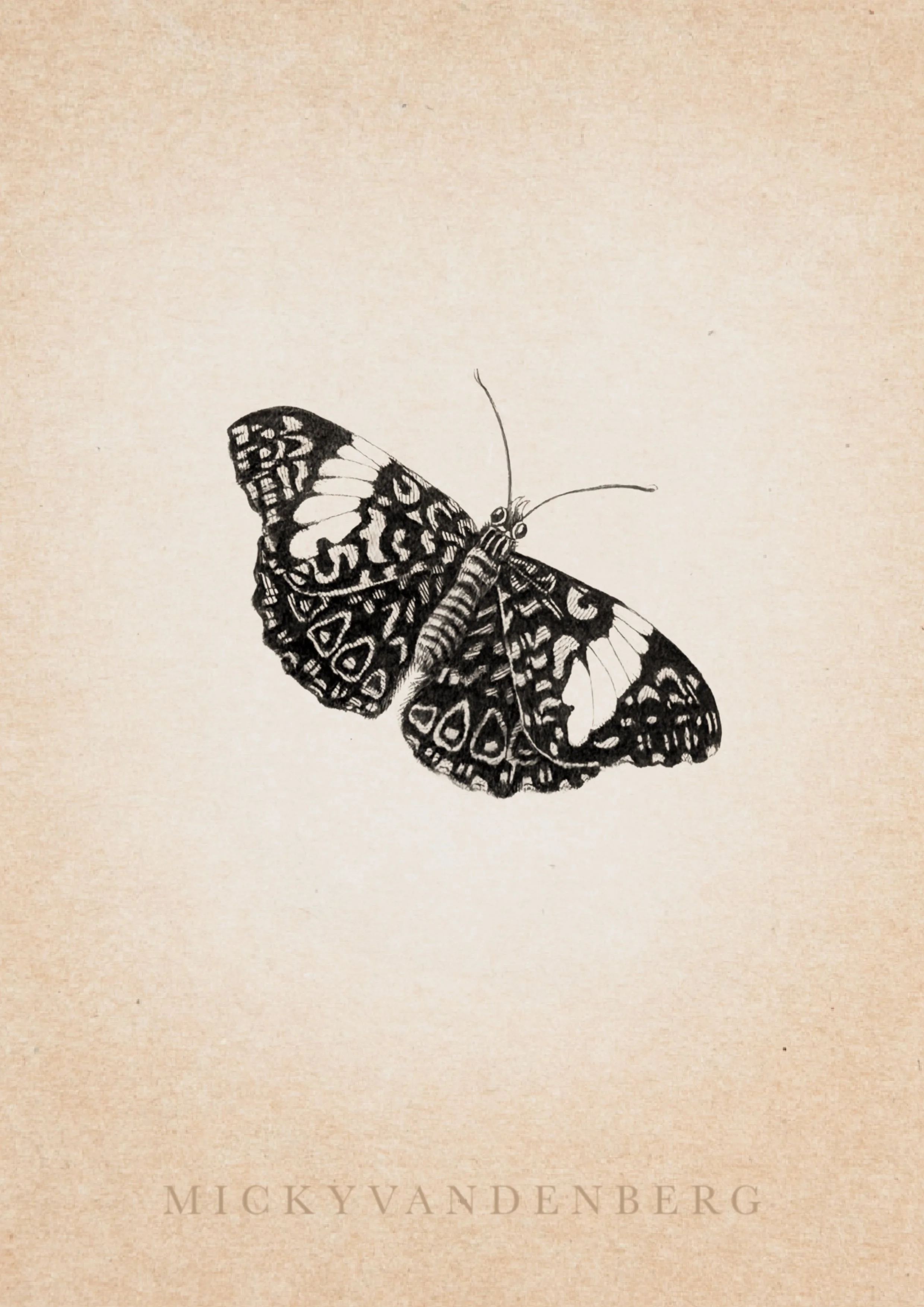 🟢 Maria Sibylla Merian Series