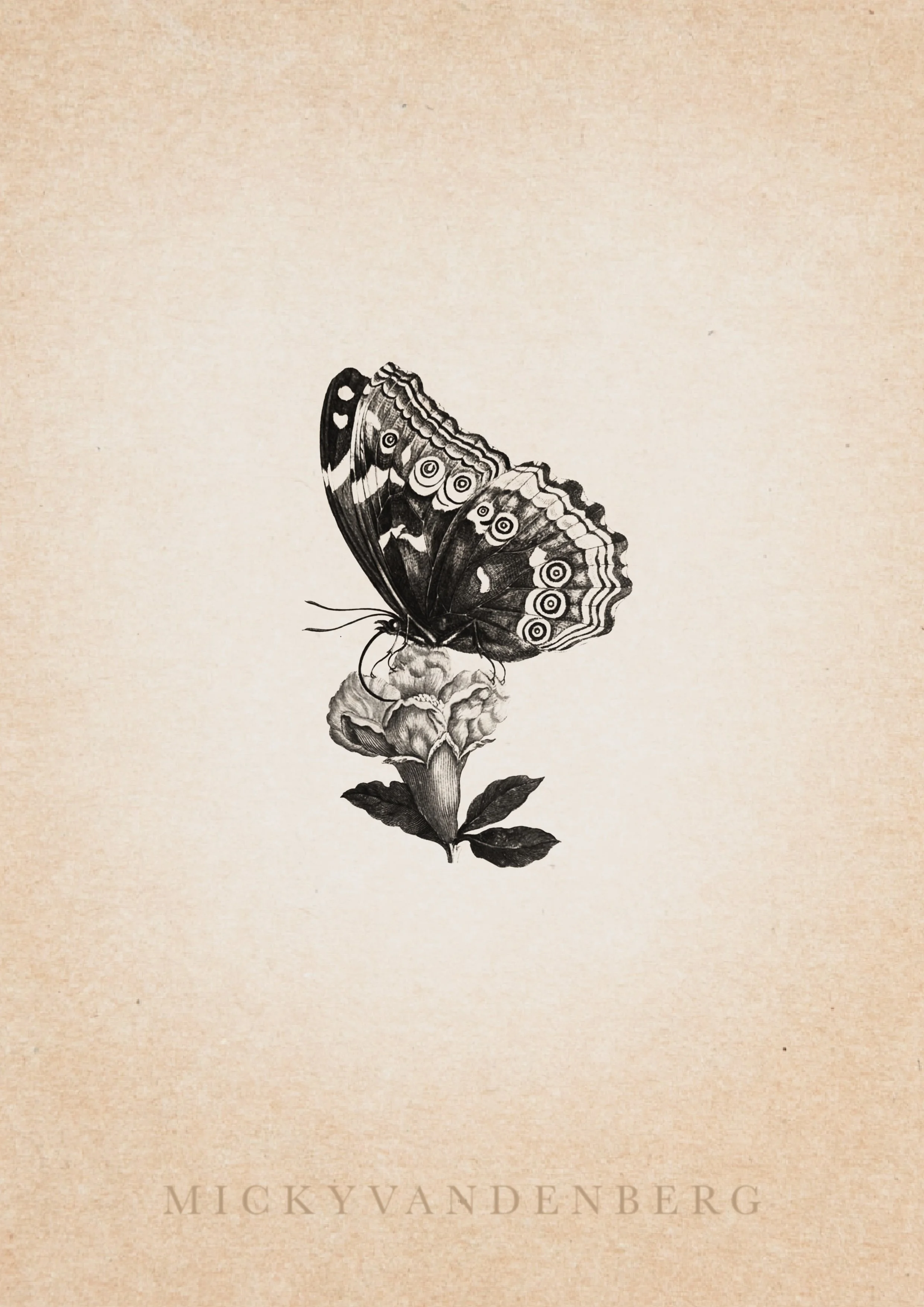 🟢 Maria Sibylla Merian Series