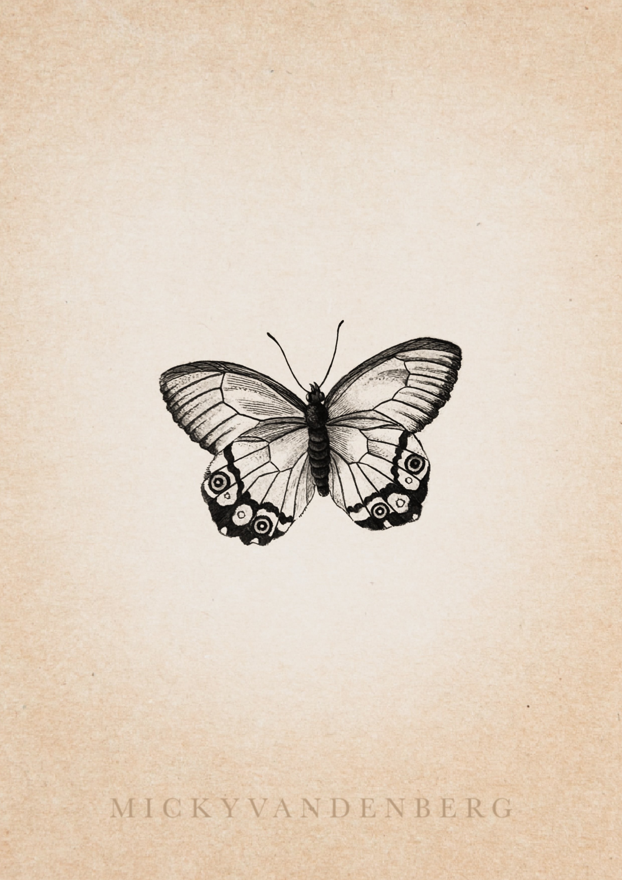 🟢 Maria Sibylla Merian Series