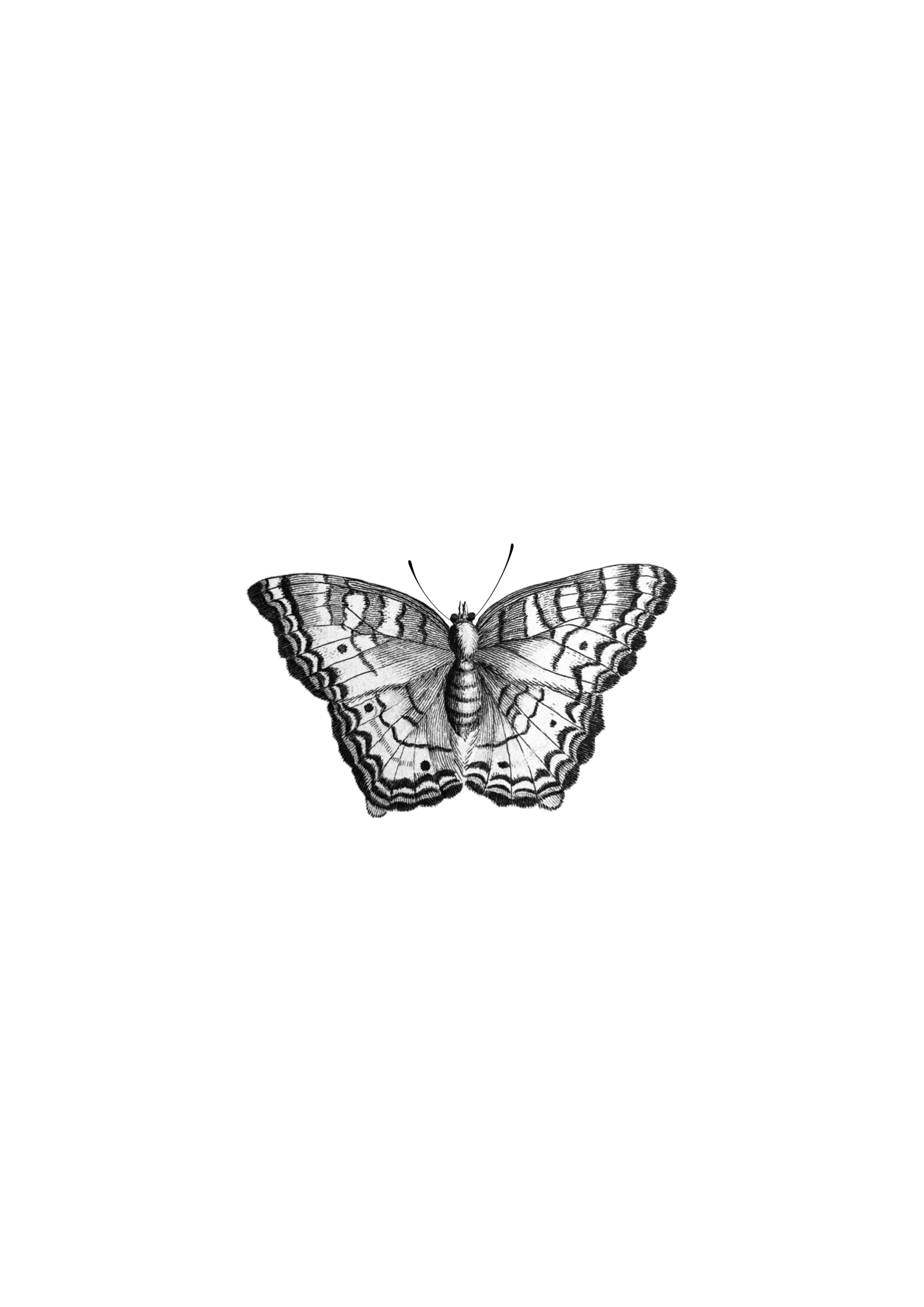 Black and white illustration of a butterfly with detailed wings.