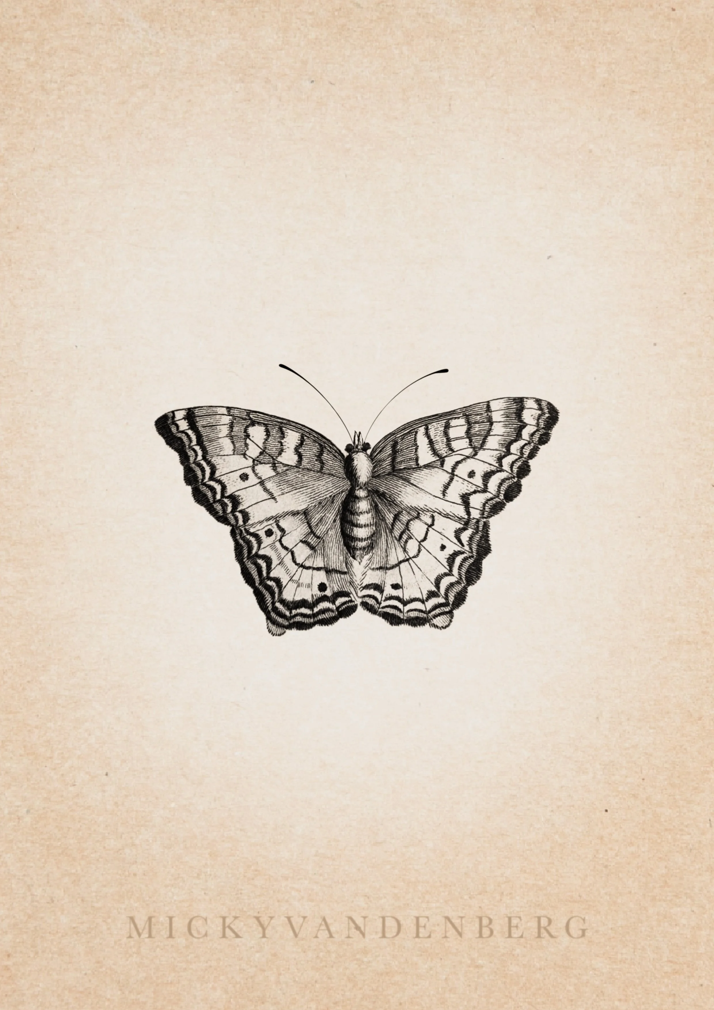 🟢 Maria Sibylla Merian Series