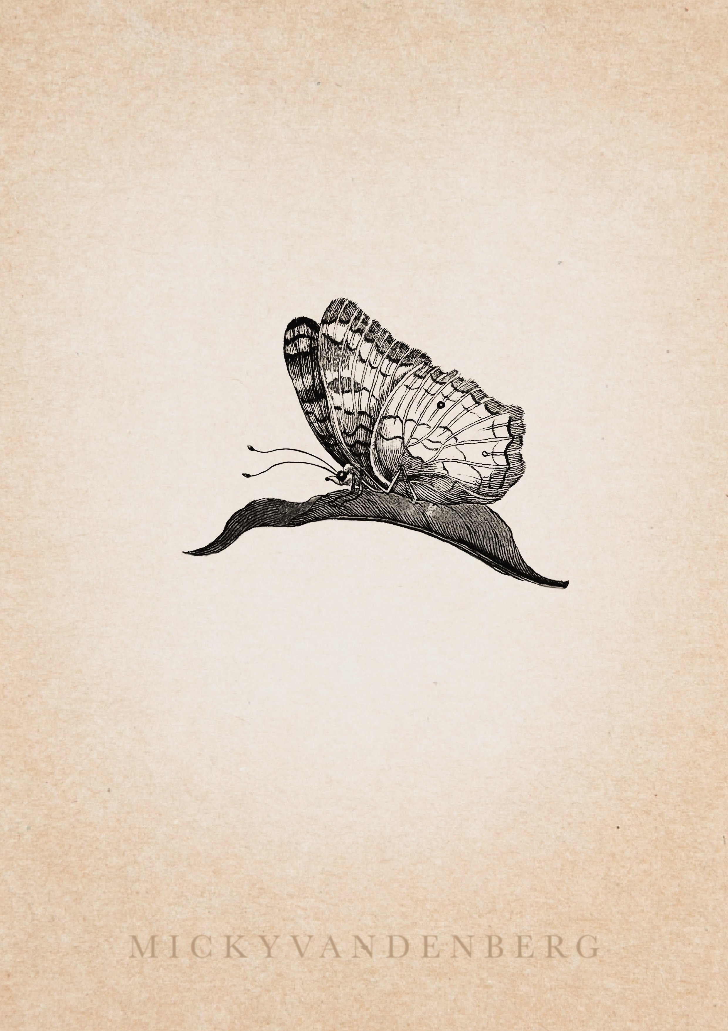 🟢 Maria Sibylla Merian Series