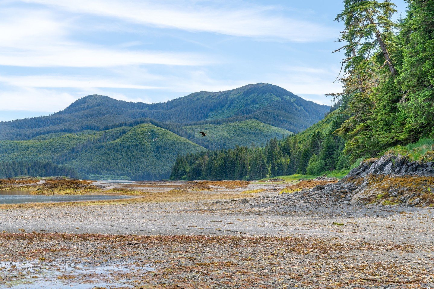 &quot;The USDA Forest Service is starting the process of revising the Tongass National Forest Land Management Plan, which will shape local and regional management for years to come.&quot; 
-Olivia Rose, Petersburg Pilot

#conservation #stewardship #e